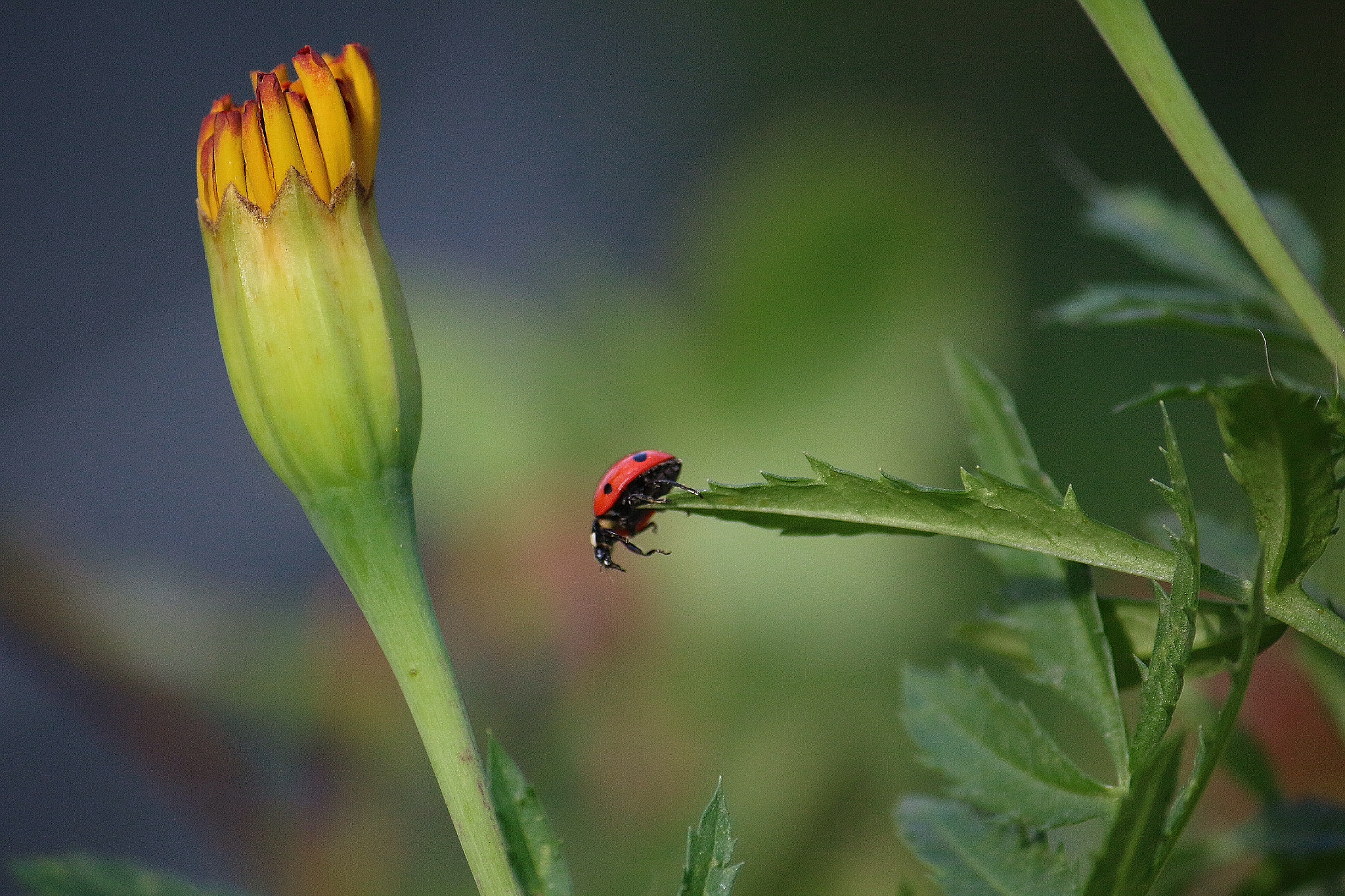 Canon EF-S 55-250mm F4-5.6 IS sample photo. Ladybug challenge photography