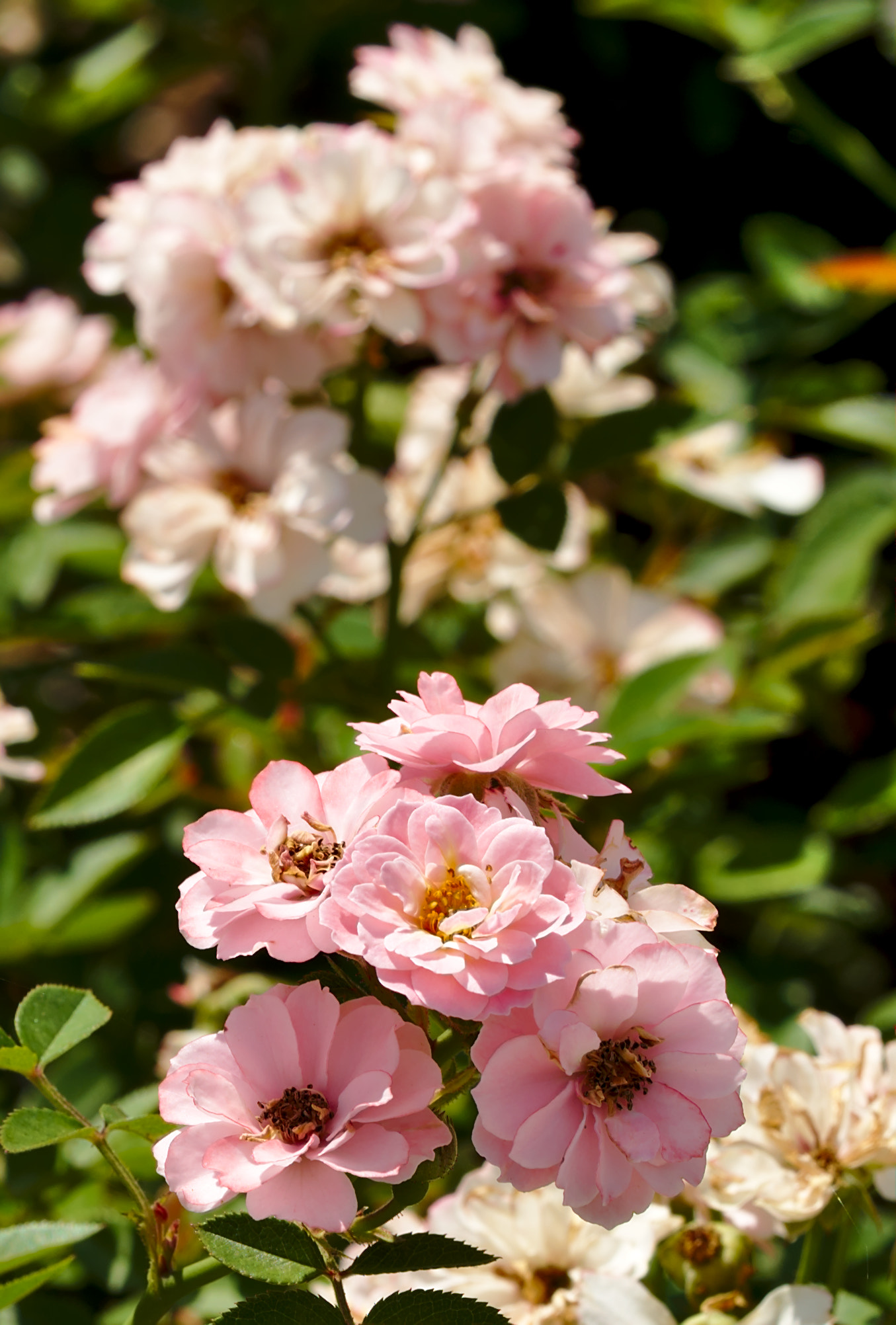 Manual Lens No CPU sample photo. Pink penelope photography