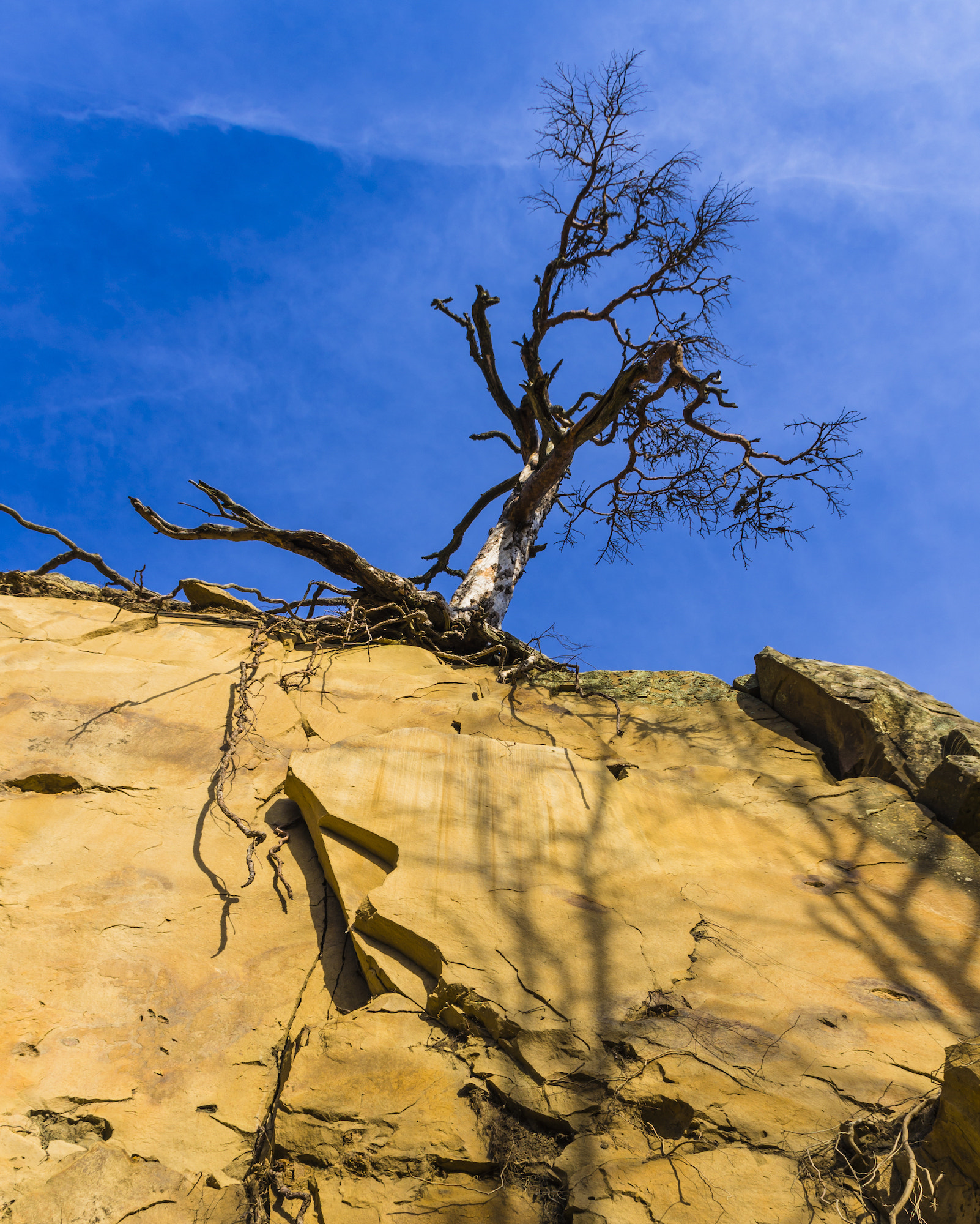 smc PENTAX-DA L 18-55mm F3.5-5.6 sample photo. Tree photography