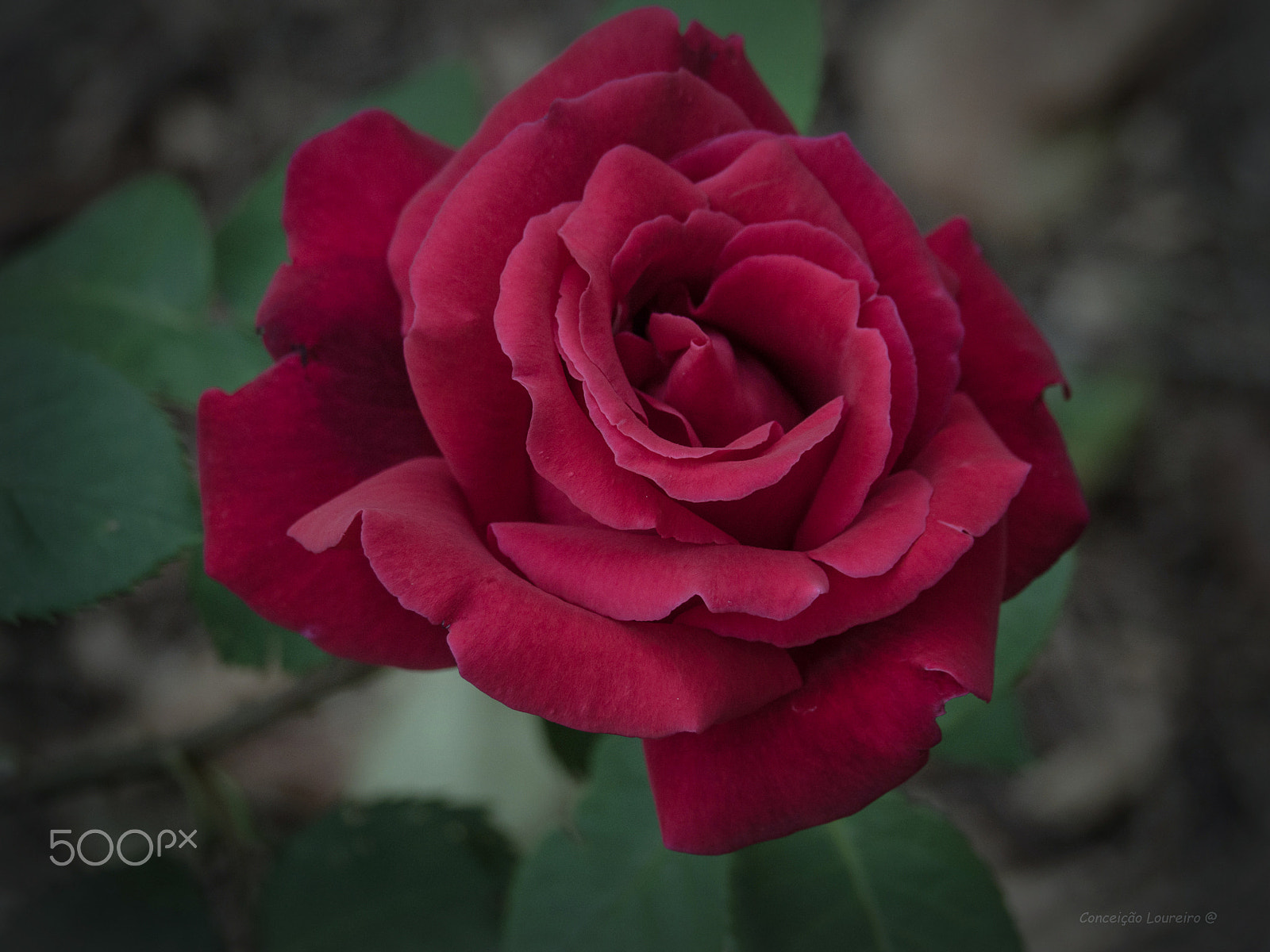 OLYMPUS M.14-150mm F4.0-5.6 II sample photo. Rose photography