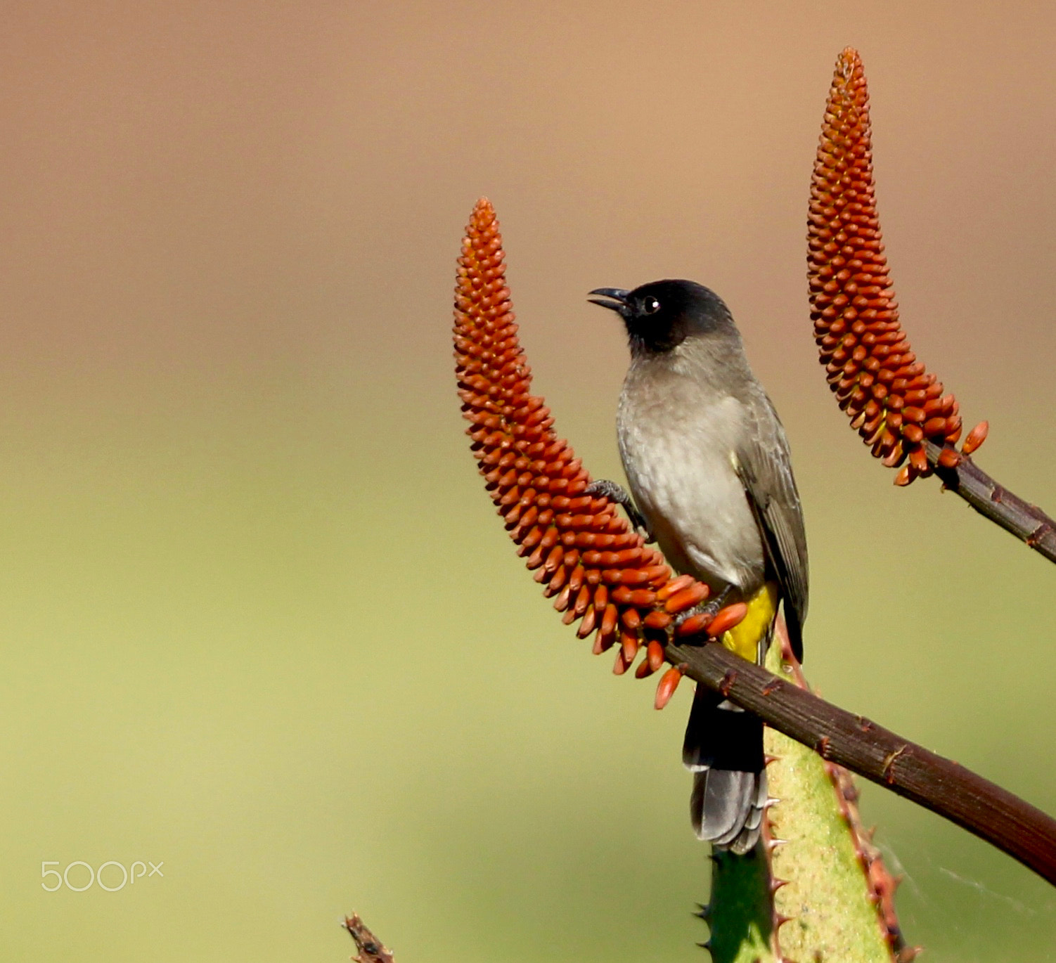 Canon EOS 650D (EOS Rebel T4i / EOS Kiss X6i) + Canon EF 400mm F2.8L IS USM sample photo. Bulbul feeding on some sweetness! photography