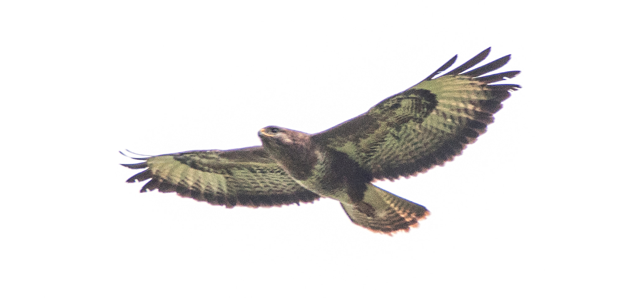 Sony ILCA-77M2 + Minolta AF 400mm F4.5 HS-APO G sample photo. Aces high photography