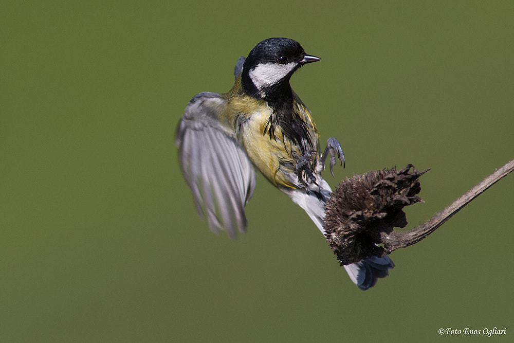 Canon EF 400mm f/2.8L sample photo