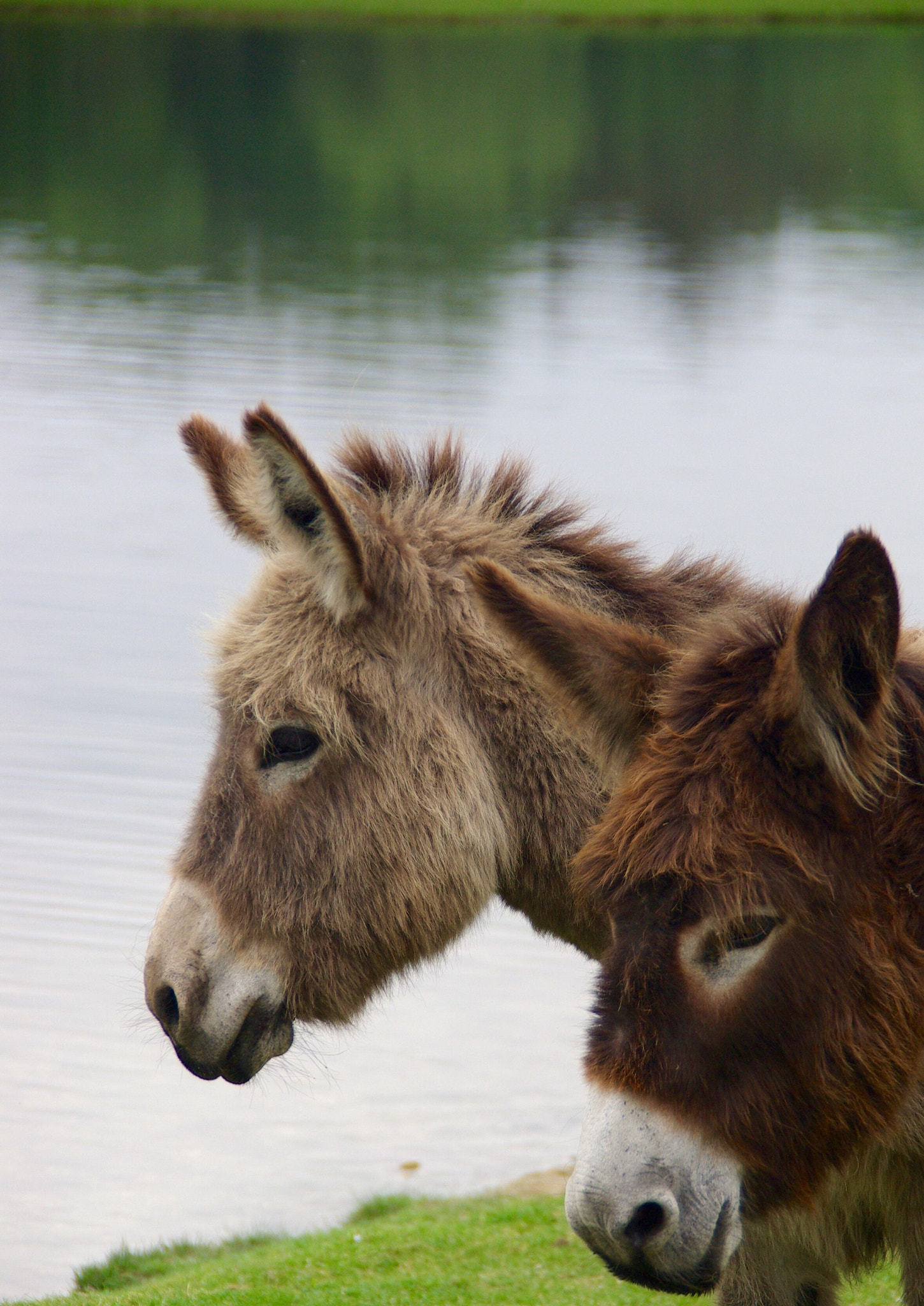 Pentax K10D sample photo. New forest donkeys photography