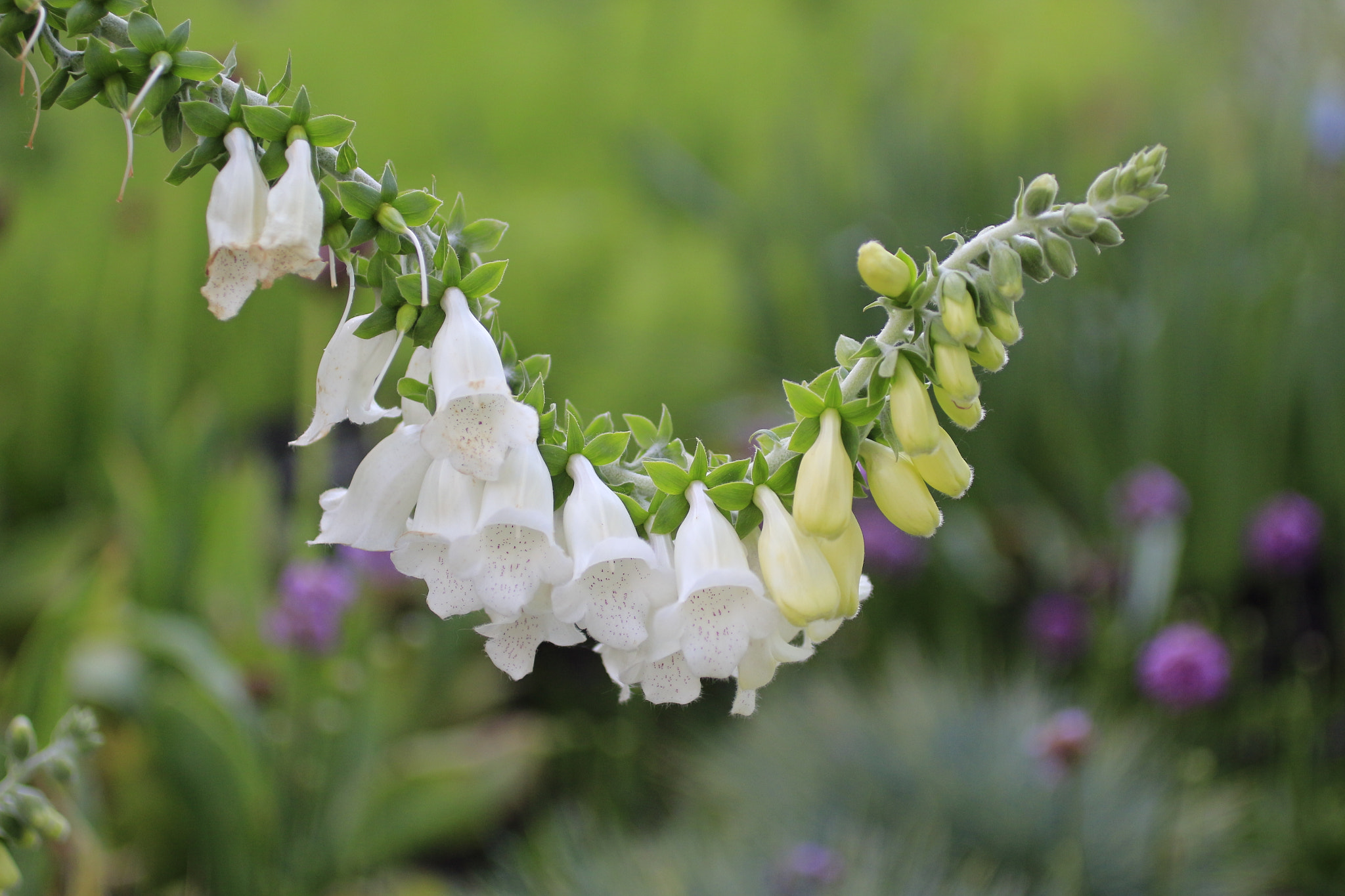 Canon EF 50mm F2.5 Macro sample photo. Hanging bell photography