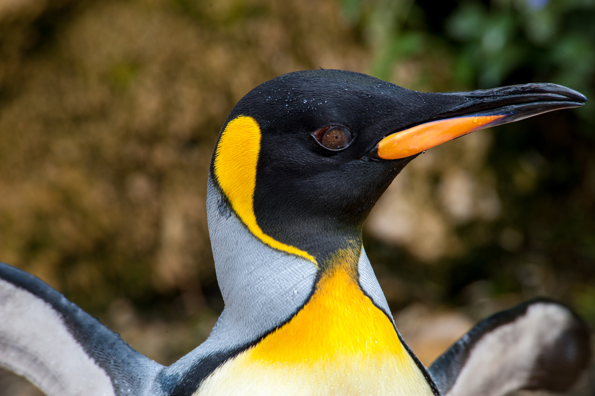 Nikon D3 sample photo. Bird photography