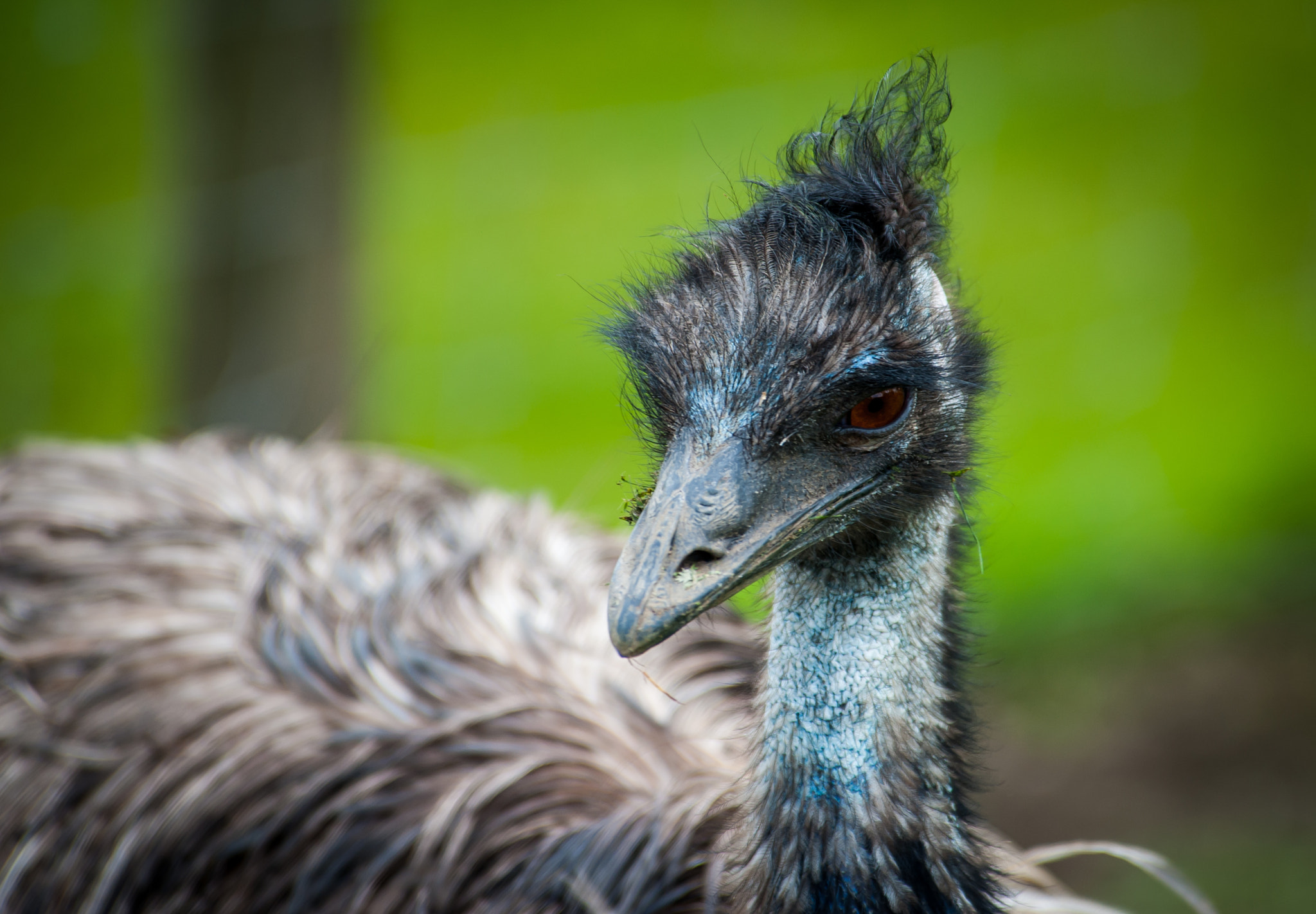 Nikon D3 sample photo. Bird ii photography