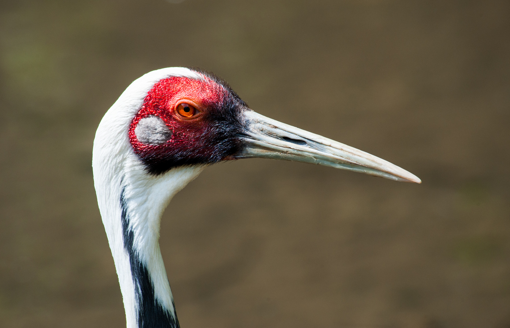 Nikon D3 sample photo. Bird iii photography
