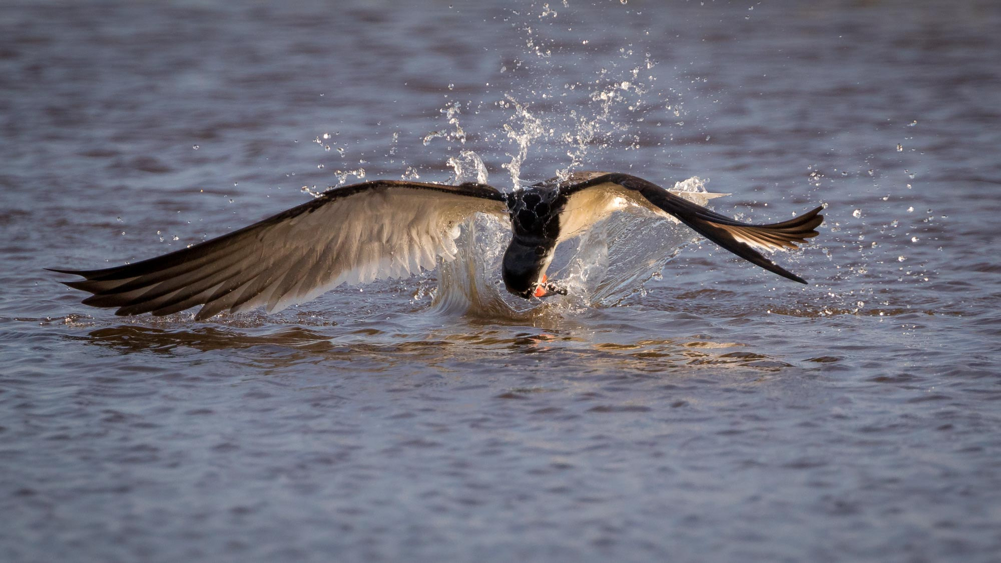 Canon EOS 7D Mark II + Canon EF 100-400mm F4.5-5.6L IS II USM sample photo. Flashback photography