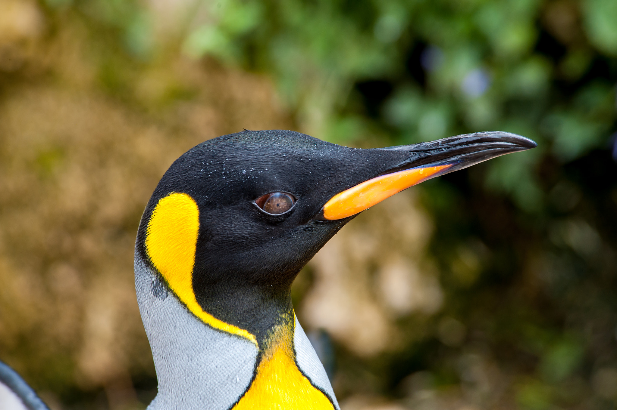 Nikon D3 sample photo. Penguin photography