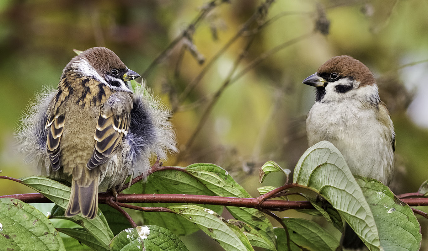 Canon EOS 60D + Canon EF 300mm F4L IS USM sample photo. Модный причесон photography