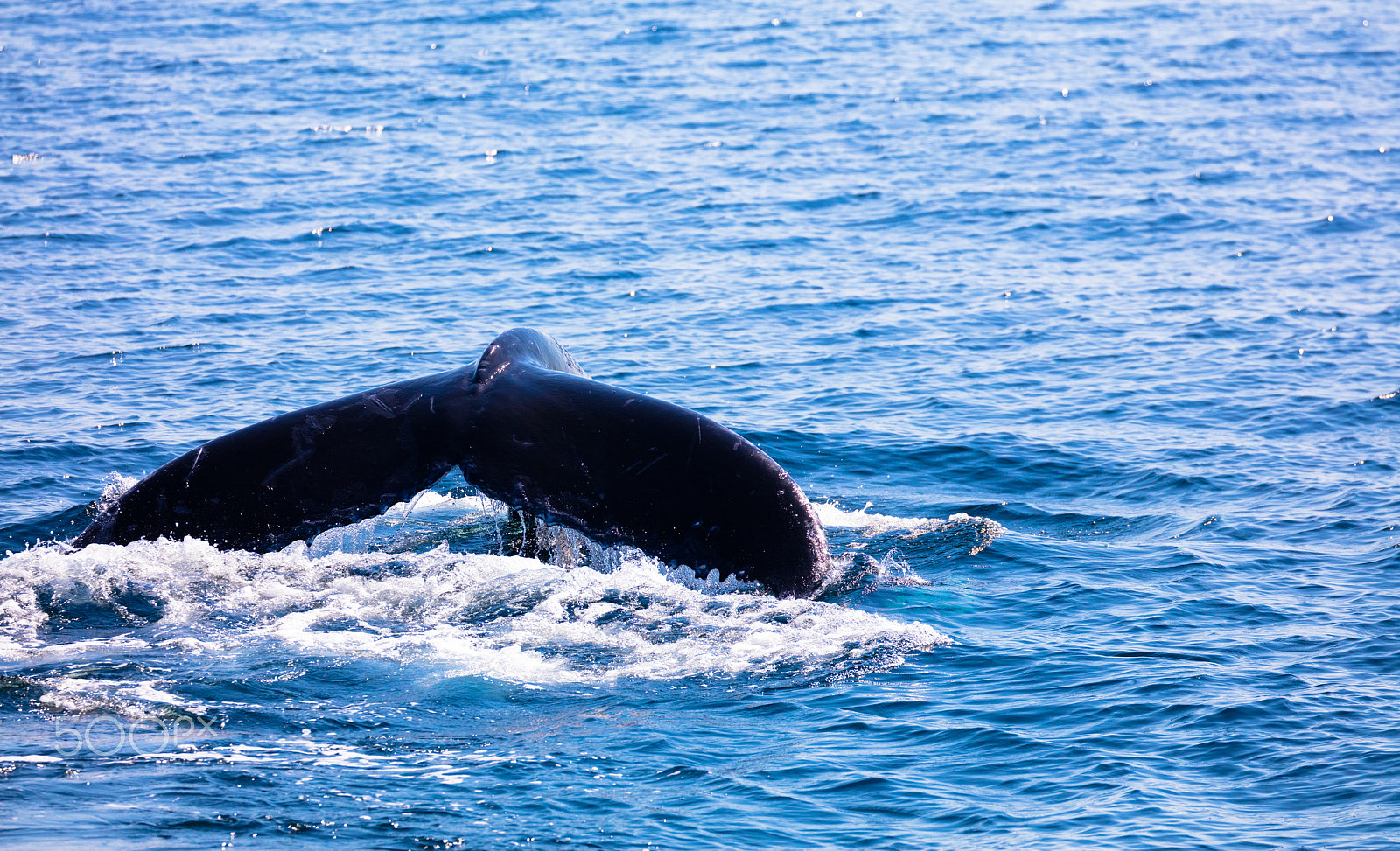 Canon EOS 5DS R + Canon EF 100-400mm F4.5-5.6L IS II USM sample photo. Whale tail , cape cod, cape cod photography