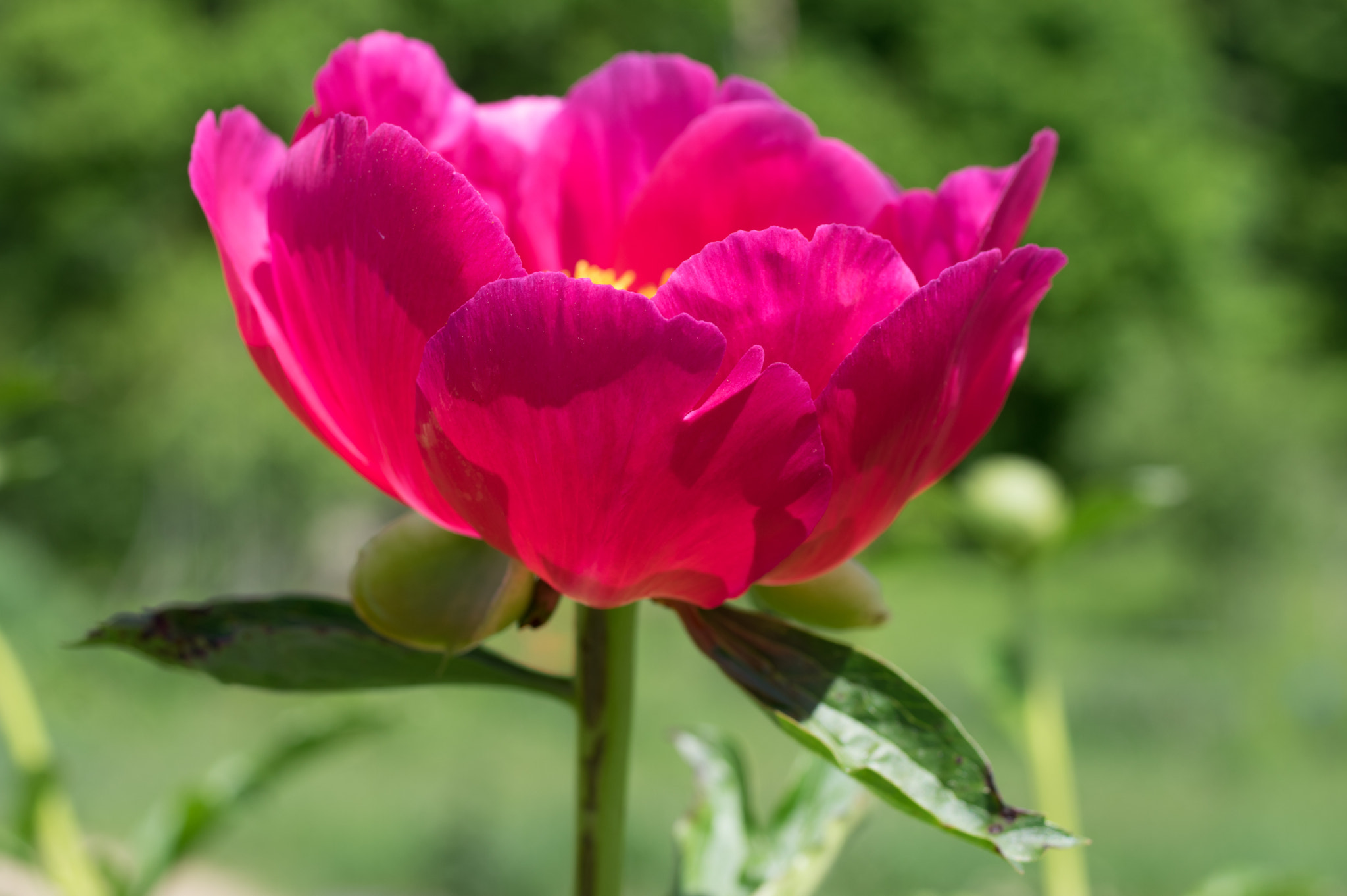 Pentax K-3 sample photo. Peony photography