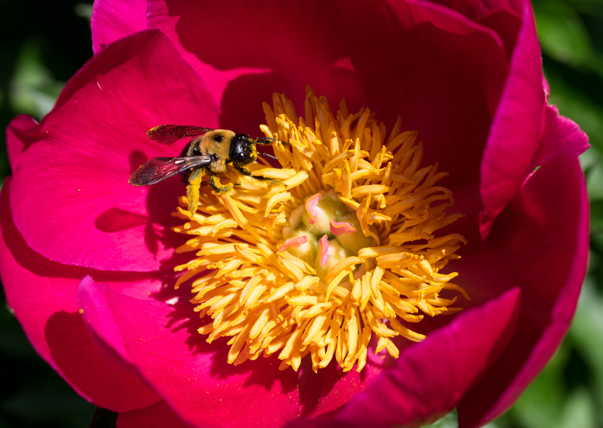 Pentax K-3 sample photo. Bumblebee and peony photography