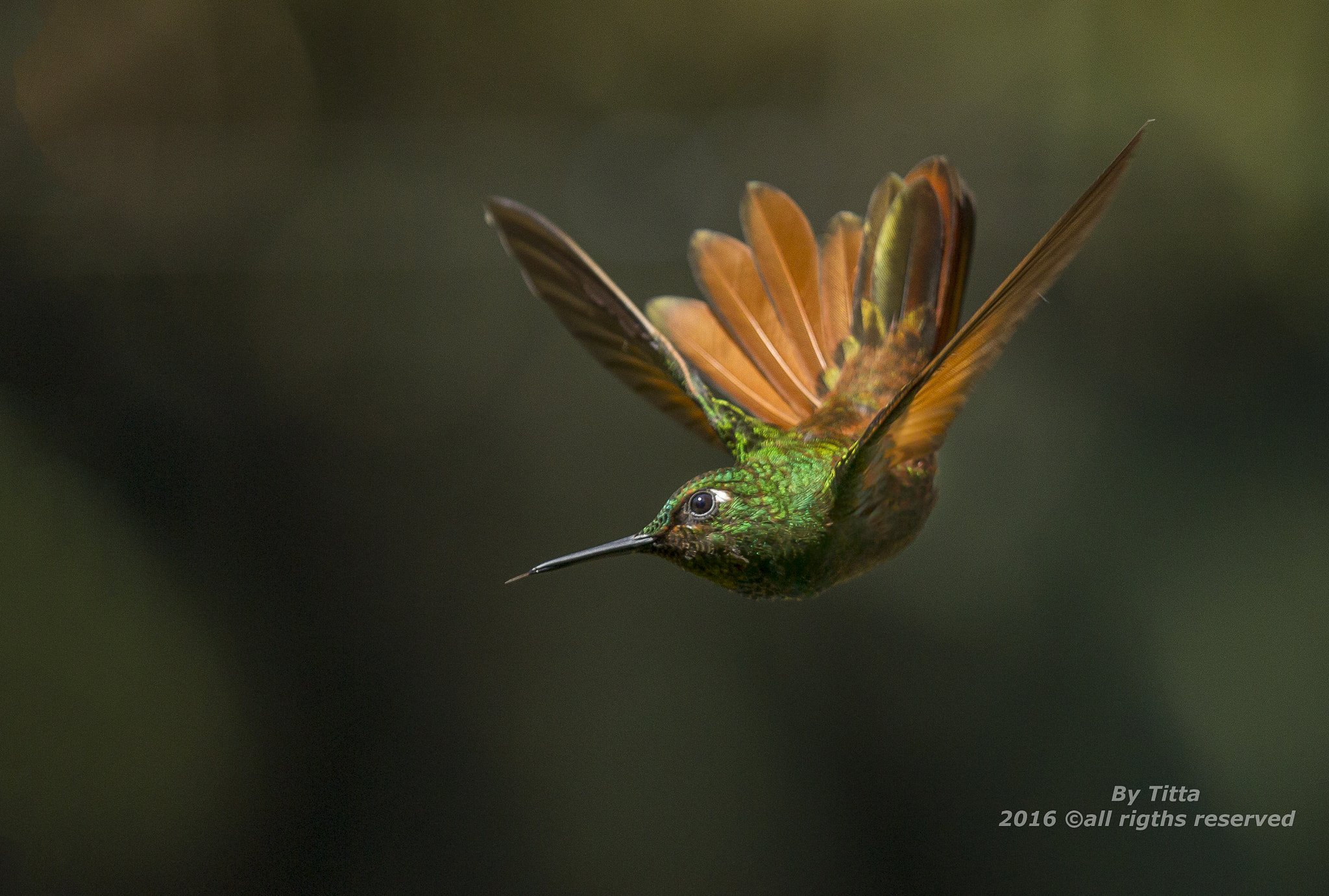 Canon EF 100-400mm F4.5-5.6L IS USM sample photo. Beija  flor  rubi -femea photography
