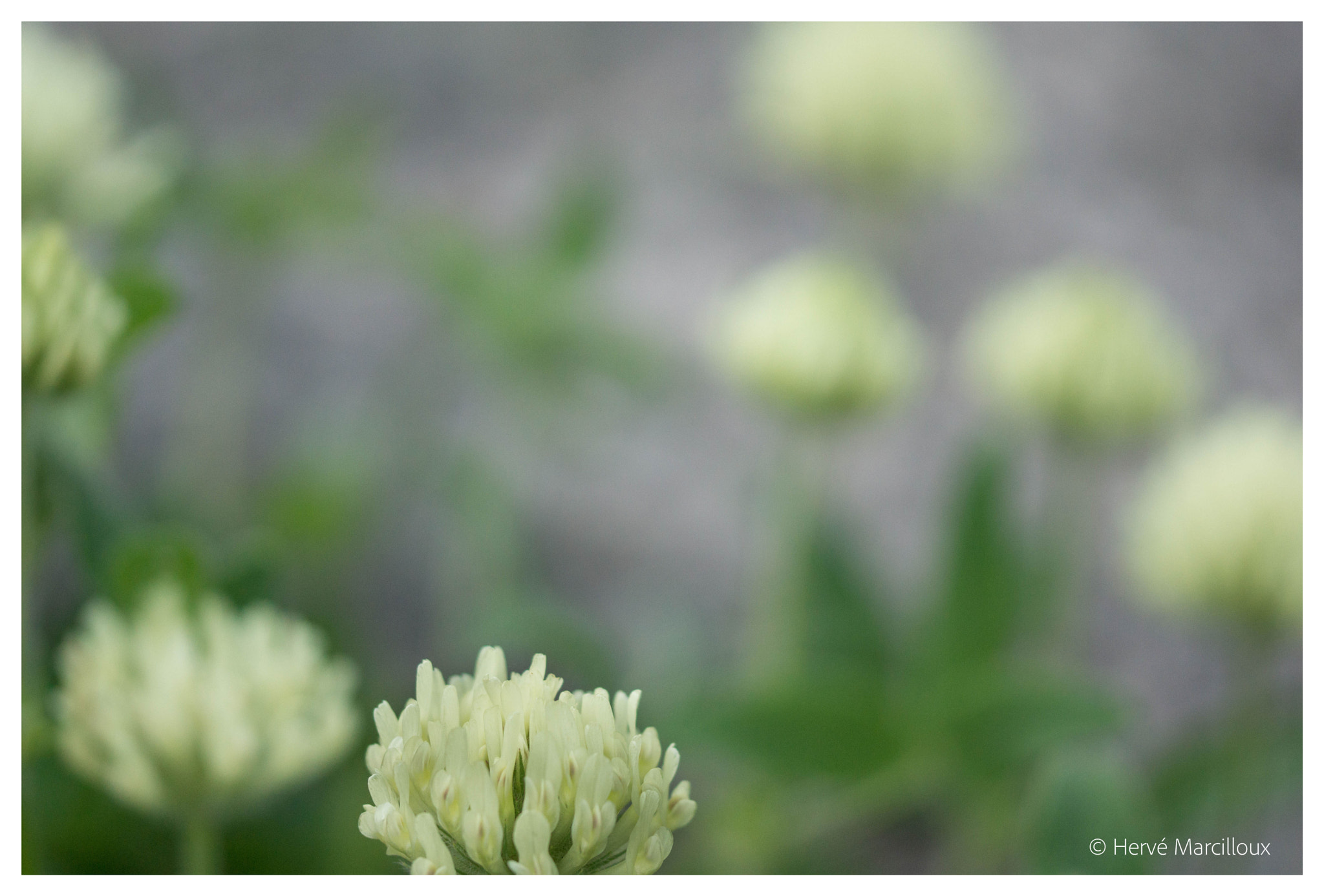 Sony SLT-A77 + 105mm F2.8 sample photo. We are family... photography