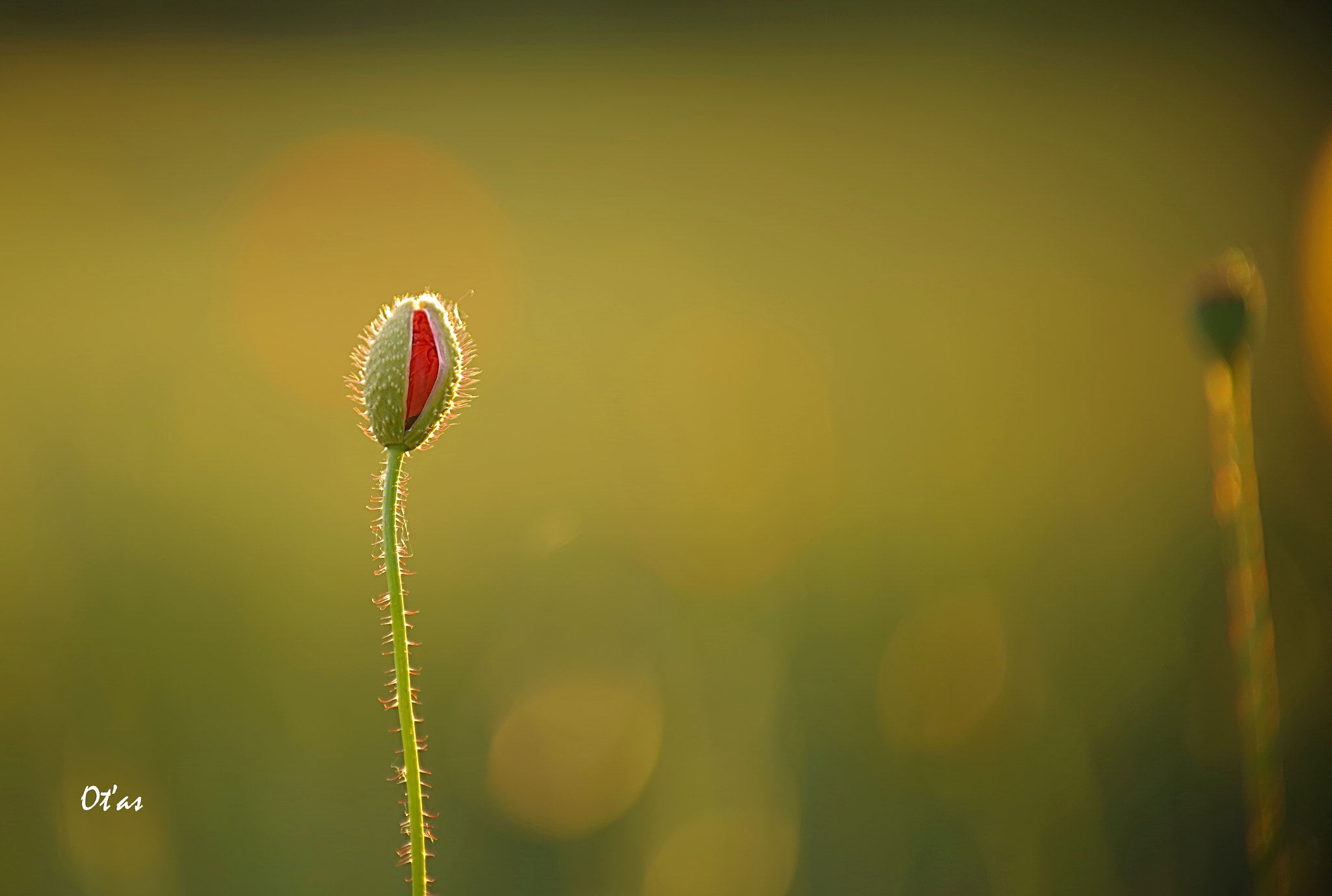 Pentax K-1 sample photo. Vlčí mák - poupě photography