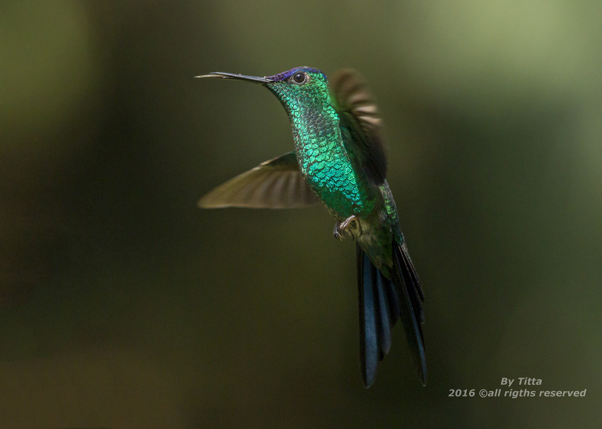 Canon EF 100-400mm F4.5-5.6L IS USM sample photo. Beija  flor  de fronte violeta photography