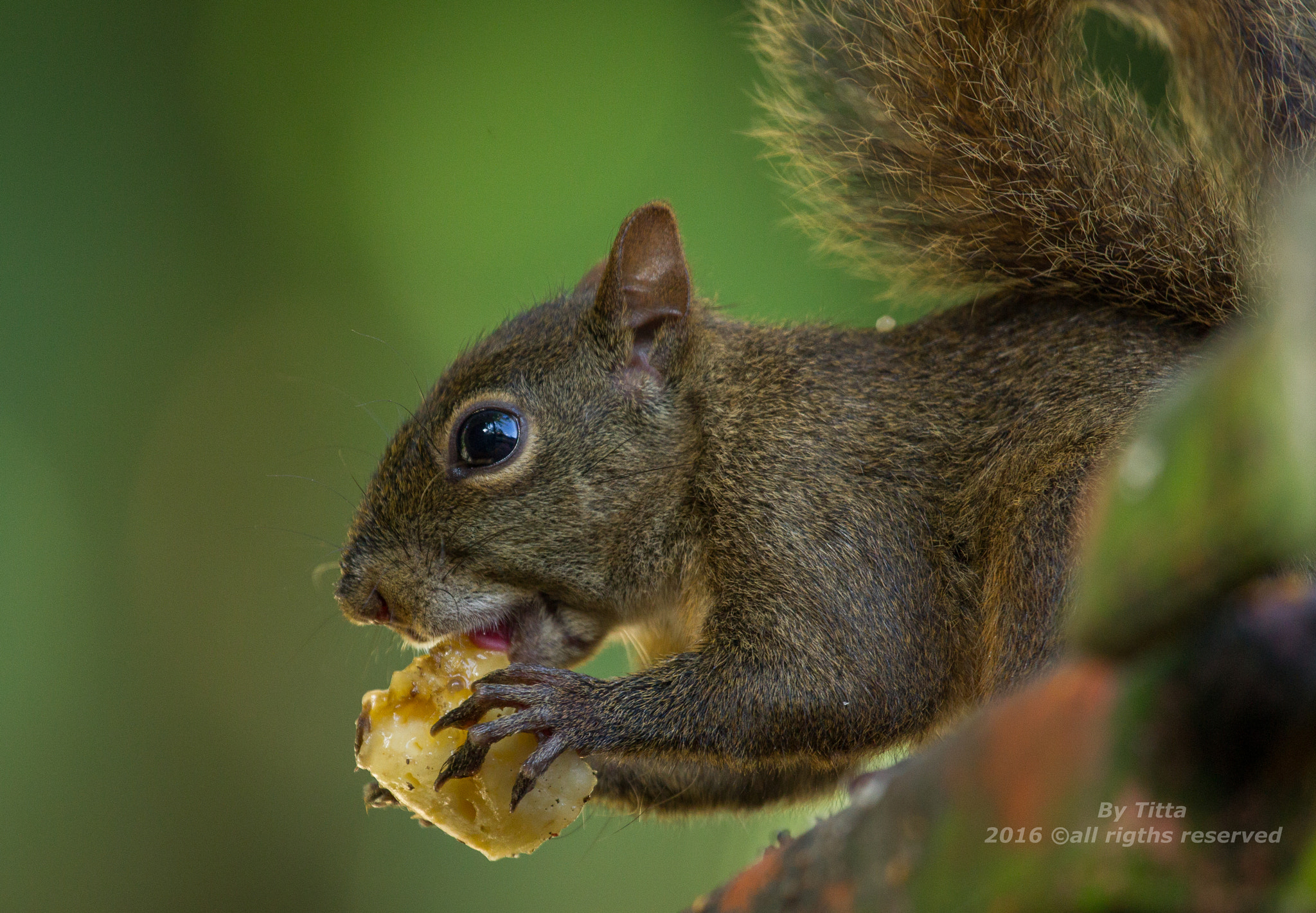 Canon EF 100-400mm F4.5-5.6L IS USM sample photo. Caxinguelê photography
