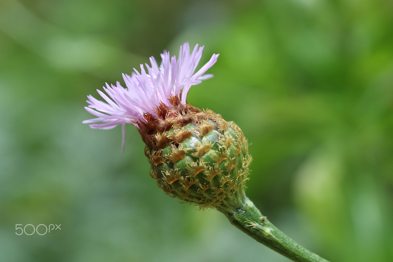 Sigma 18-50mm F2.8-4.5 DC OS HSM sample photo. Little flower.jpg photography