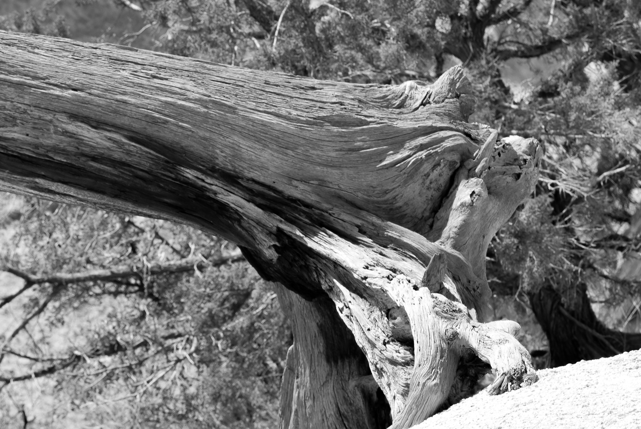 Nikon D80 sample photo. Dead tree b&w 2 photography