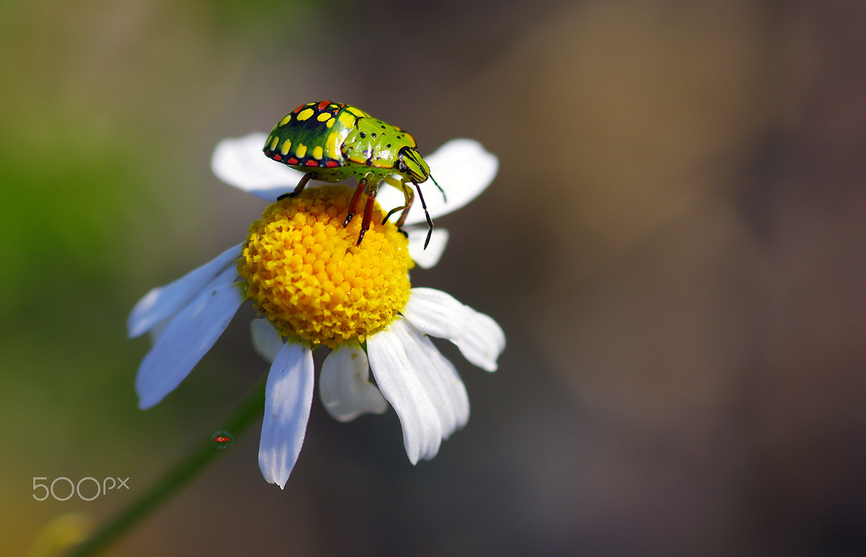 Pentax K-3 II + Sigma sample photo. Ladybug baby photography