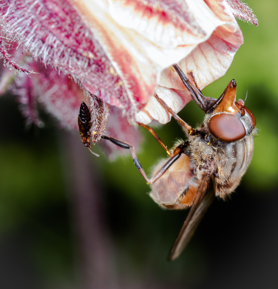 Canon MP-E 65mm F2.5 1-5x Macro Photo sample photo. Edit photography