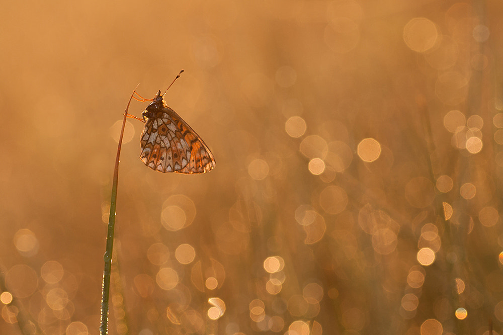 Sony Alpha DSLR-A700 + Tamron SP AF 90mm F2.8 Di Macro sample photo. Twinkling in the morning! photography