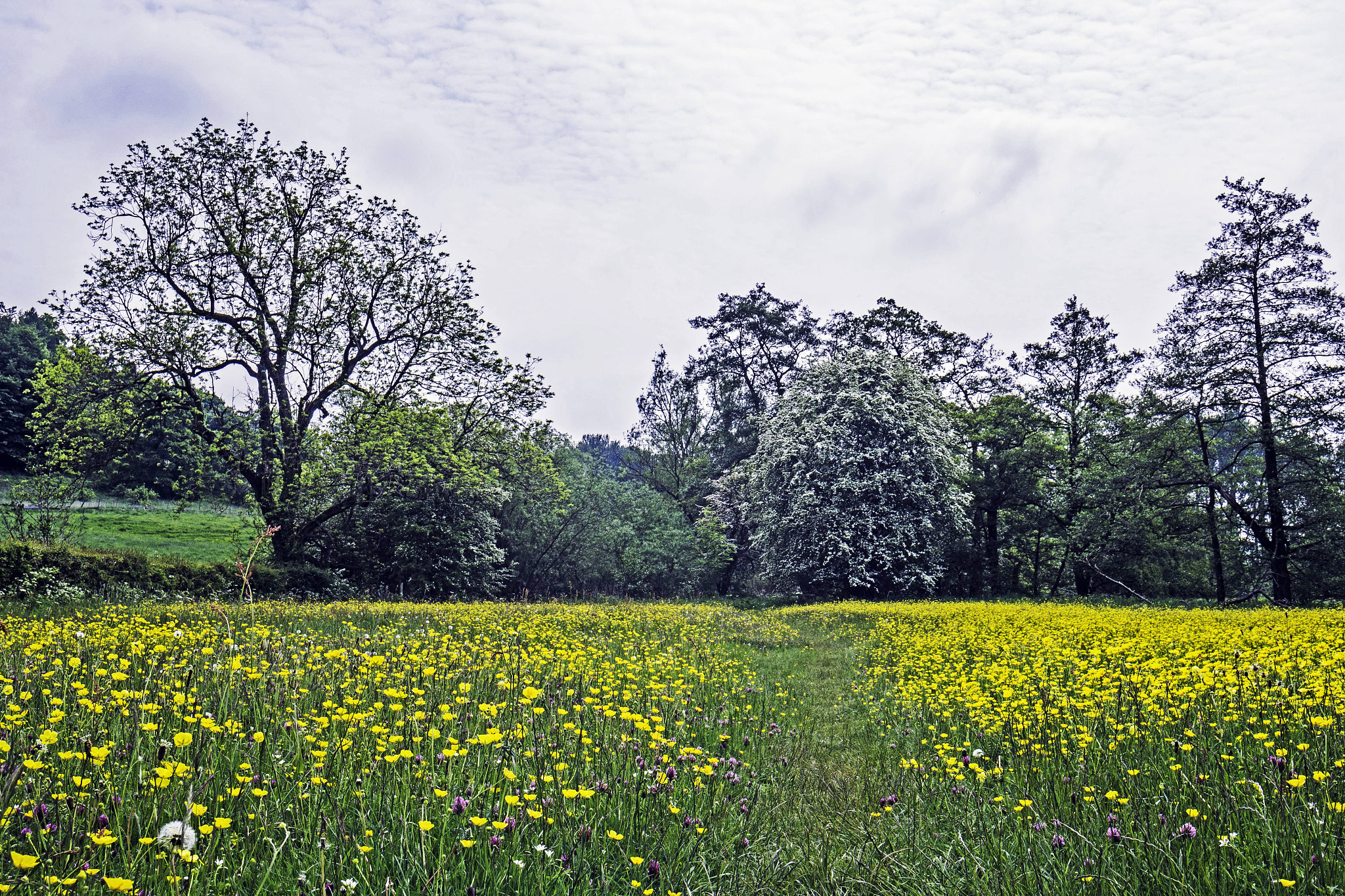 Samsung NX300 + Samsung NX 12-24mm F4-5.6 ED sample photo. Buttercup meadow photography