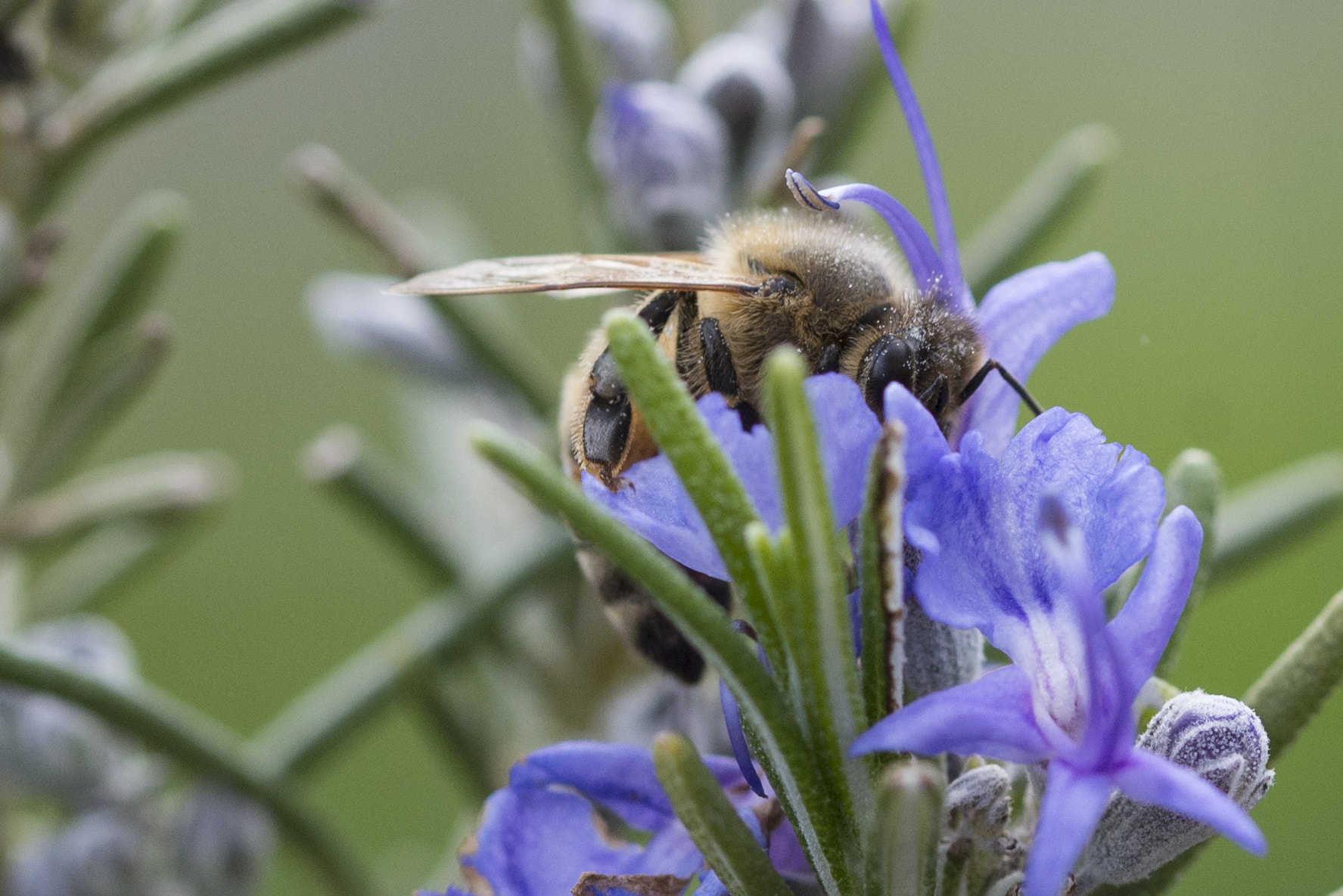 Sigma 105mm F2.8 EX DG OS HSM sample photo. Bee at work photography