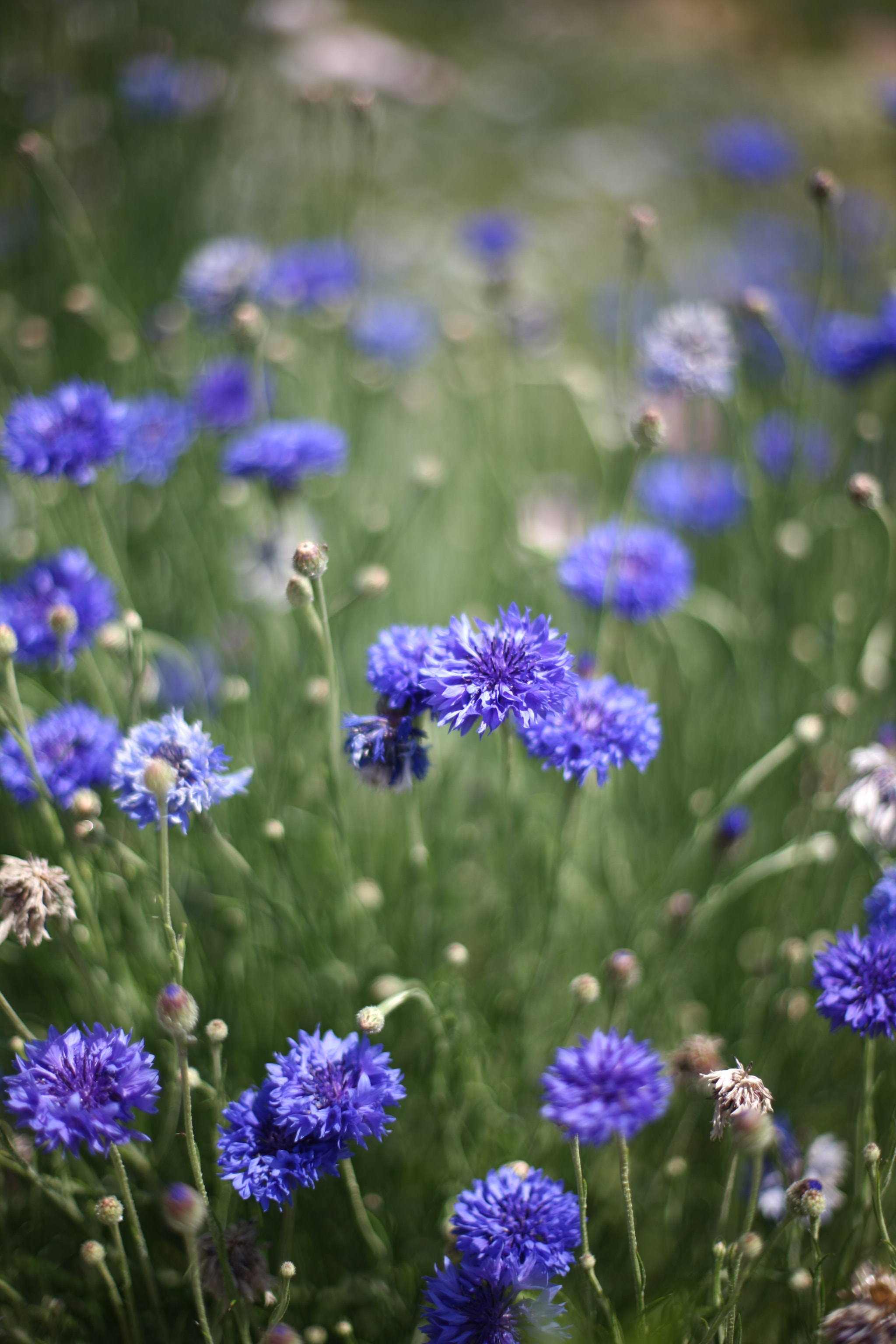 Canon EF 50mm F1.4 USM sample photo. 0a6h4563.jpg photography