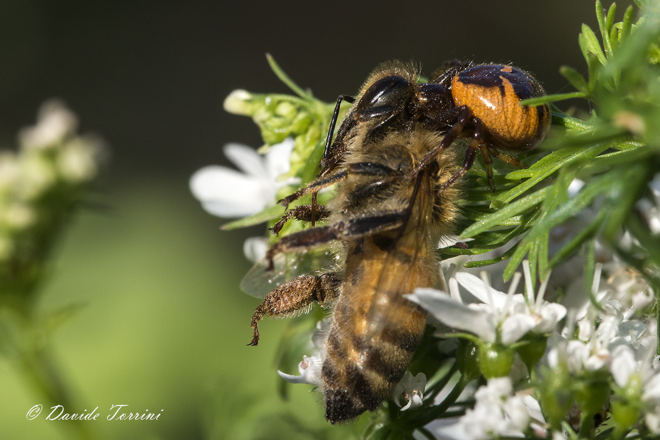 Pentax K-5 IIs sample photo. Eating photography