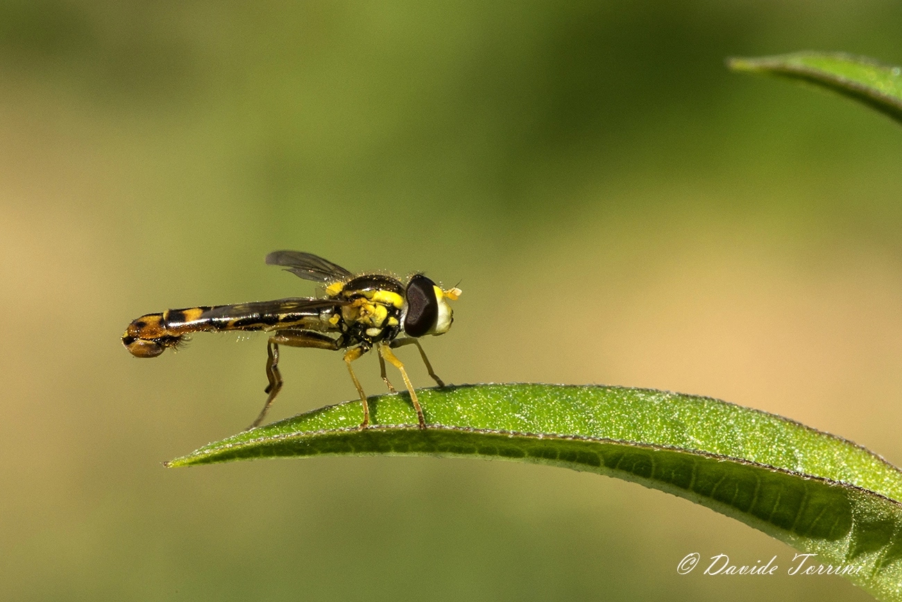 Pentax K-5 IIs sample photo. Shot! photography