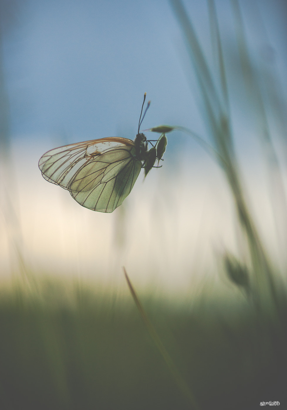 Sony Alpha DSLR-A900 + Sony 100mm F2.8 Macro sample photo. Butterfly photography