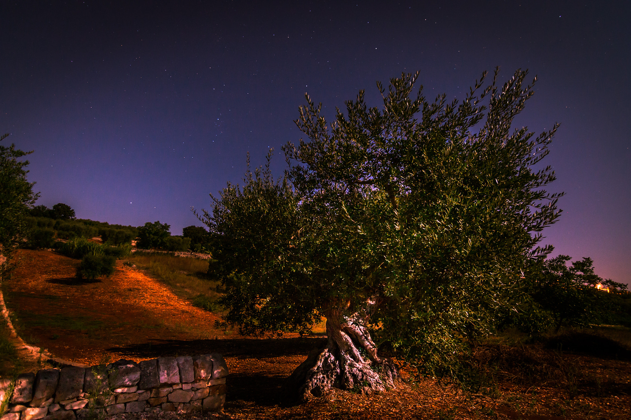 Canon EOS 450D (EOS Rebel XSi / EOS Kiss X2) sample photo. Olive tree by night photography