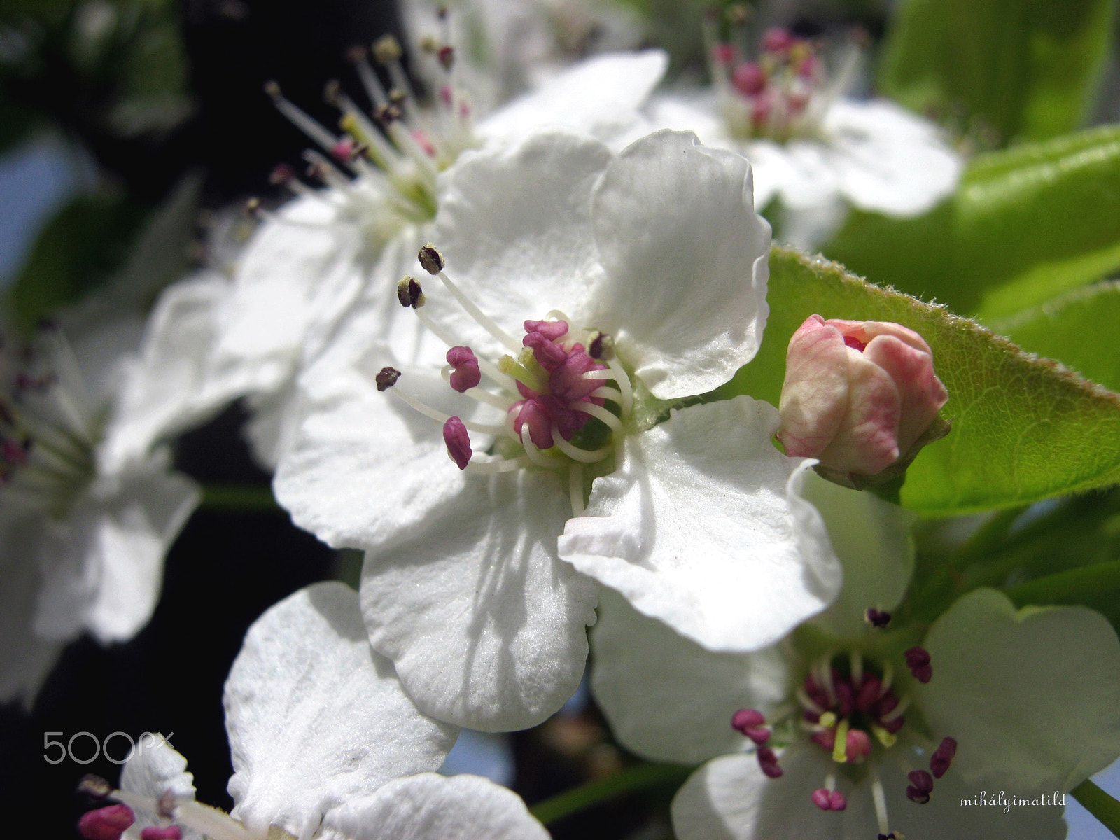 Canon PowerShot A800 sample photo. Cherry flower photography