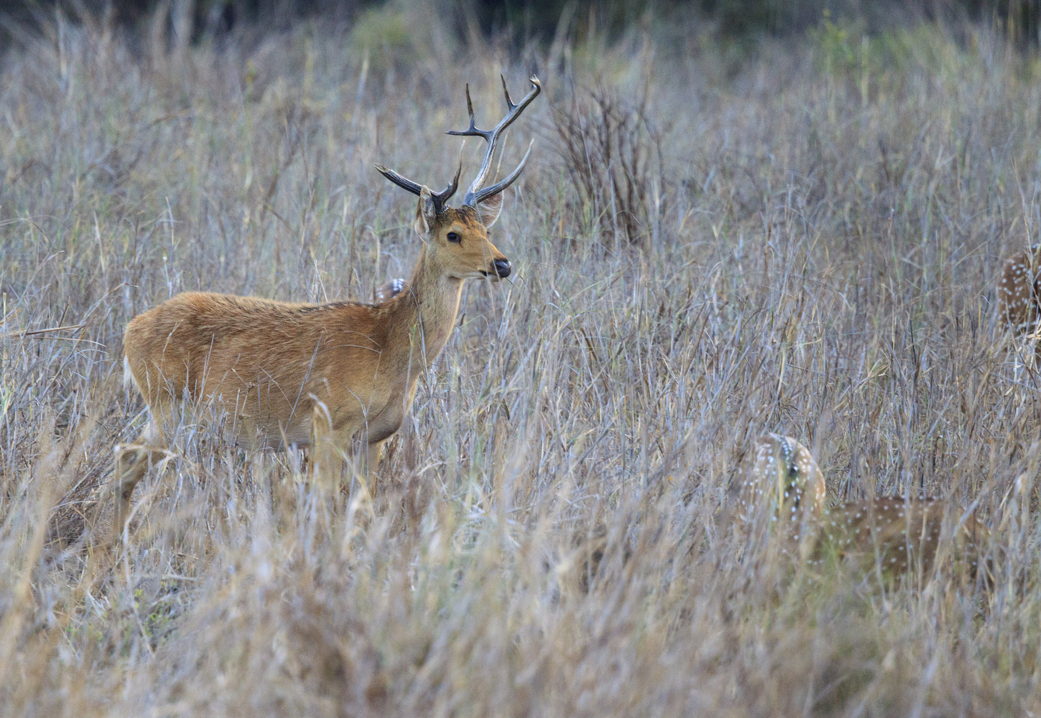 Canon EOS-1D Mark IV + Canon EF 500mm F4L IS II USM sample photo. Southern barasingha buck photography