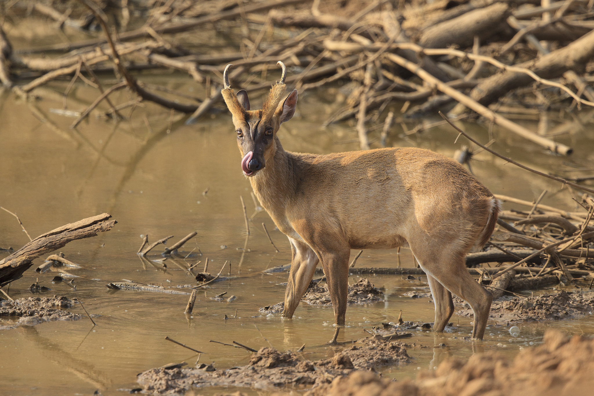 Canon EF 500mm F4L IS II USM sample photo. Barking deer photography