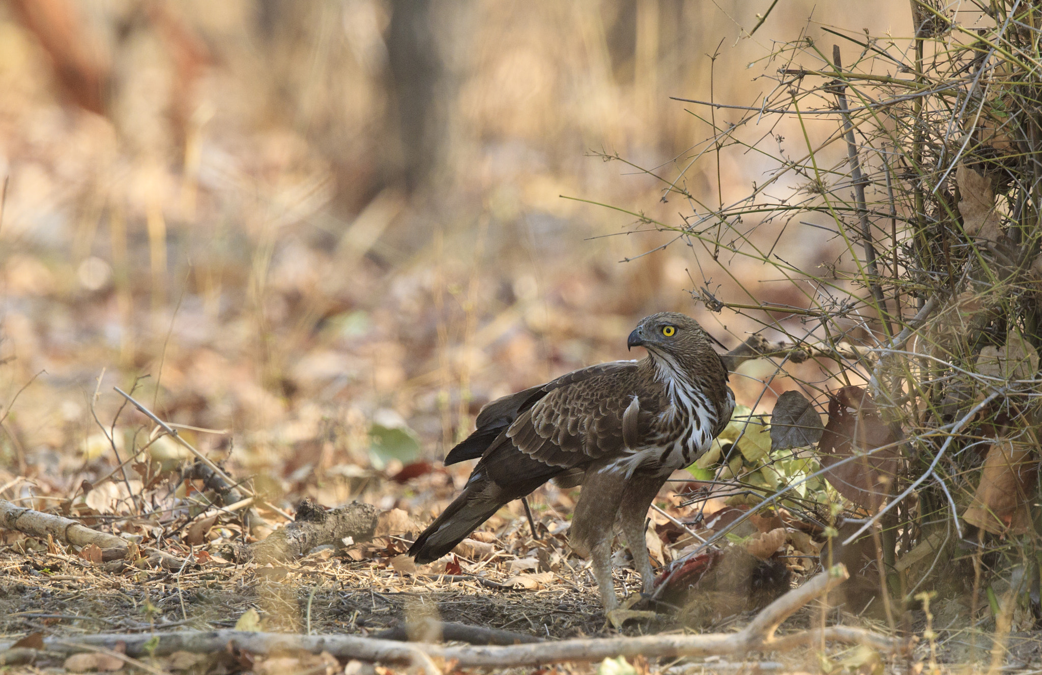Canon EF 500mm F4L IS II USM sample photo. Crested hawk-eagle photography