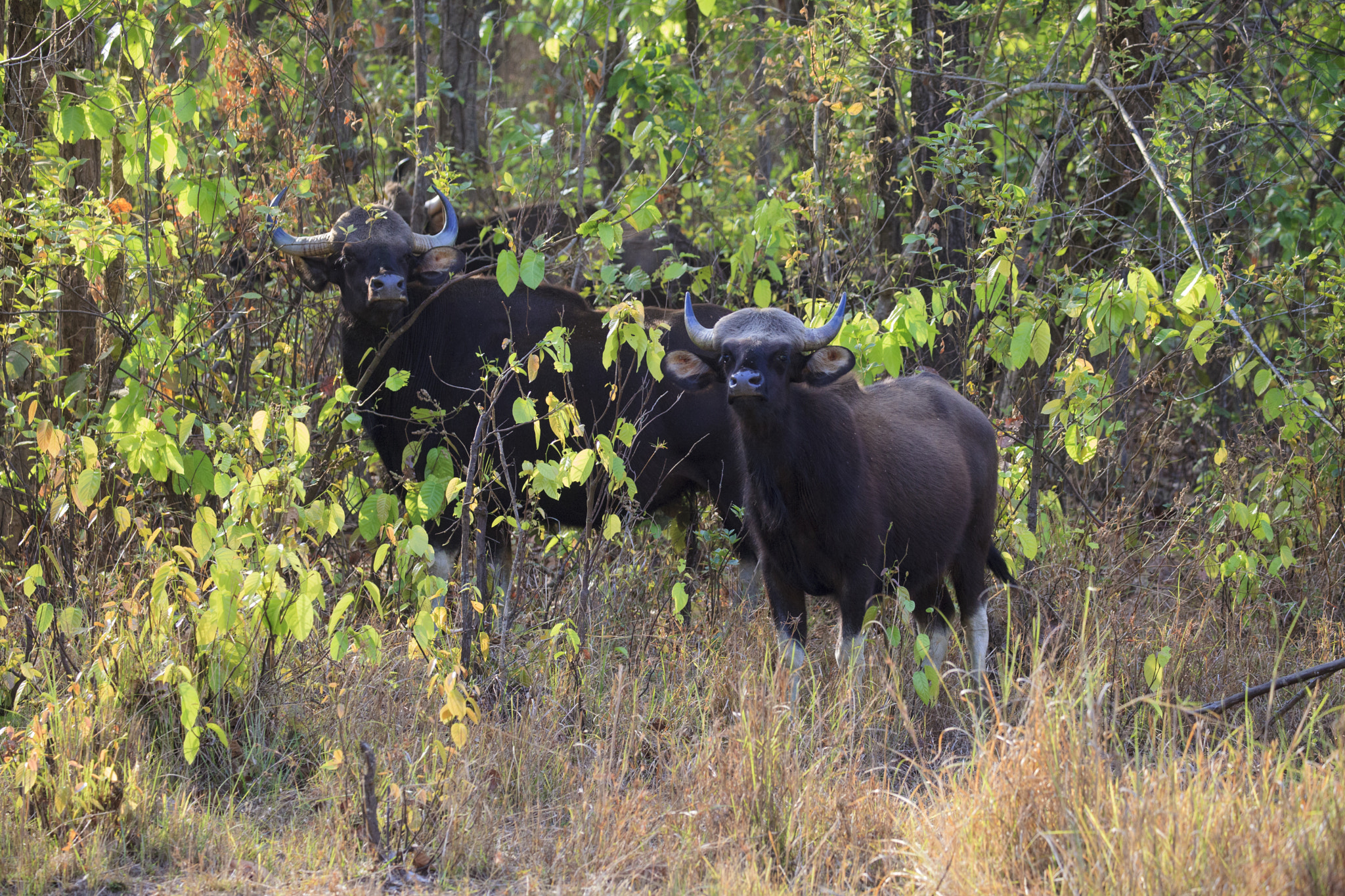 Canon EF 100-400mm F4.5-5.6L IS II USM sample photo. A pair of gaur photography