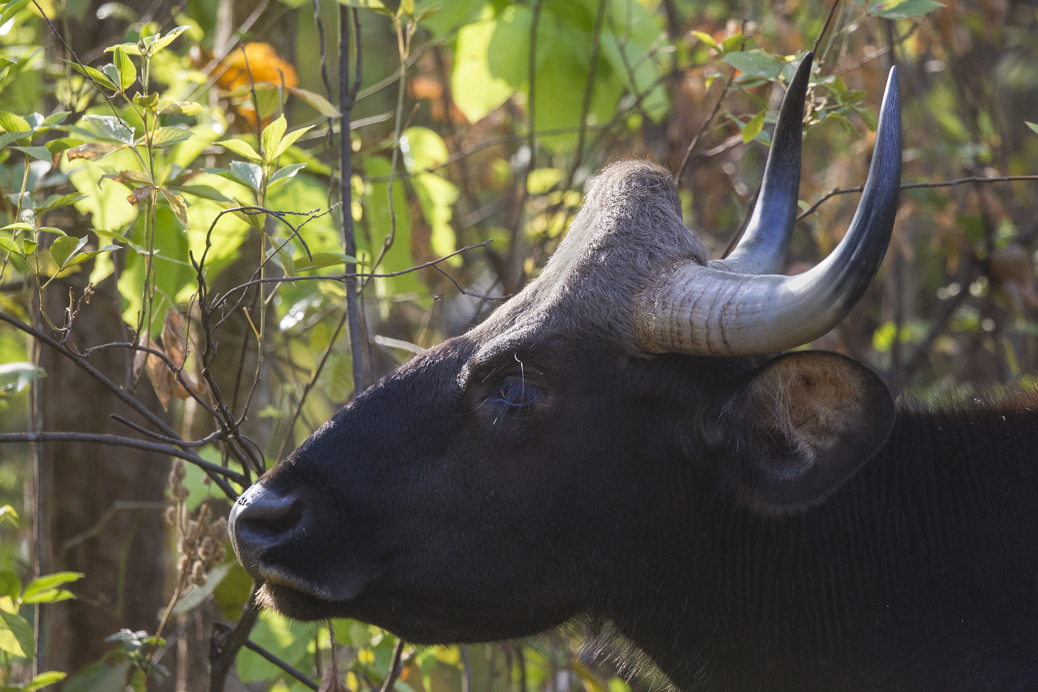 Canon EOS-1D Mark IV + Canon EF 500mm F4L IS II USM sample photo. Gaur portrait photography