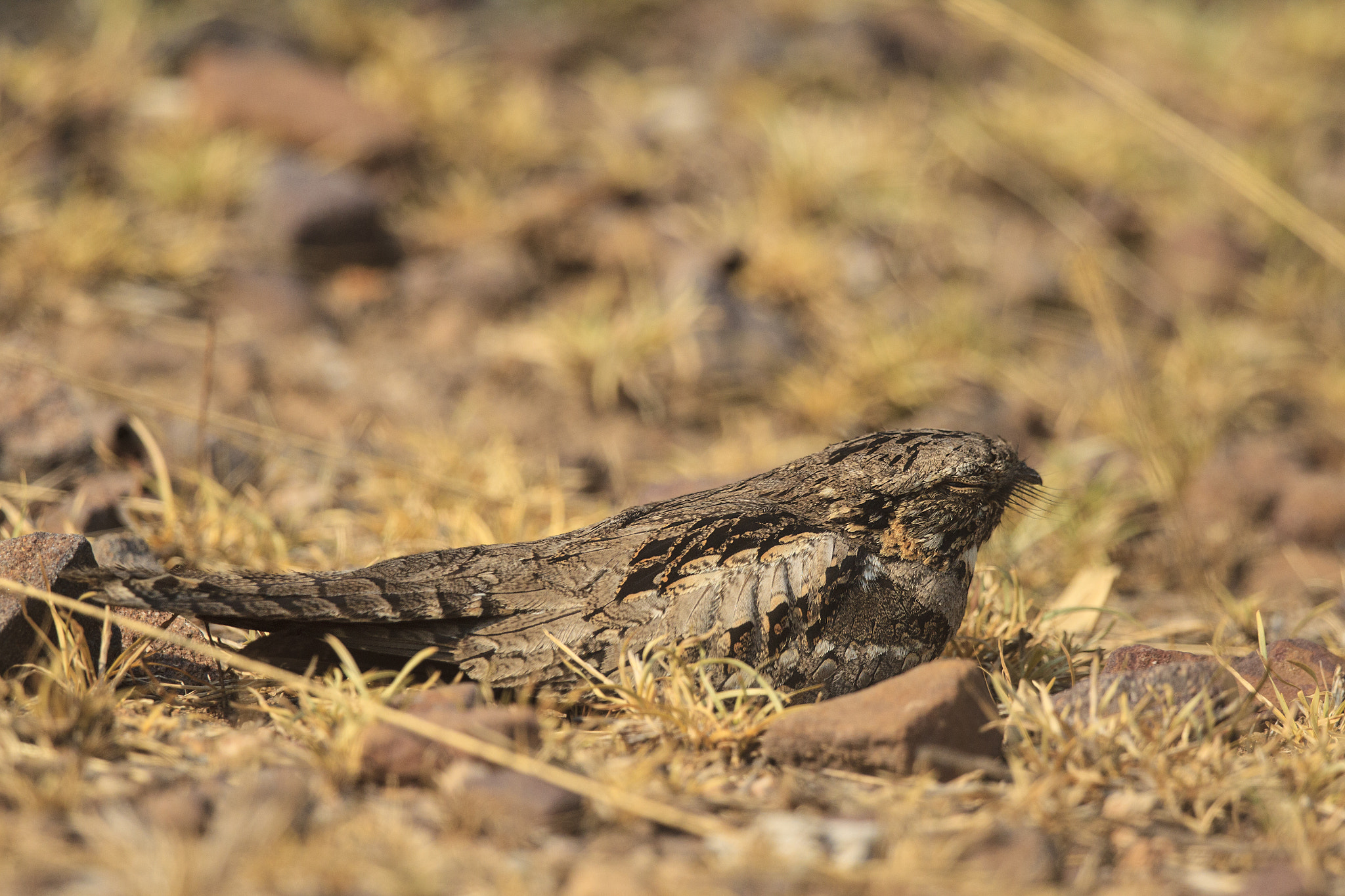Canon EF 500mm F4L IS II USM sample photo. Indian nightjar photography