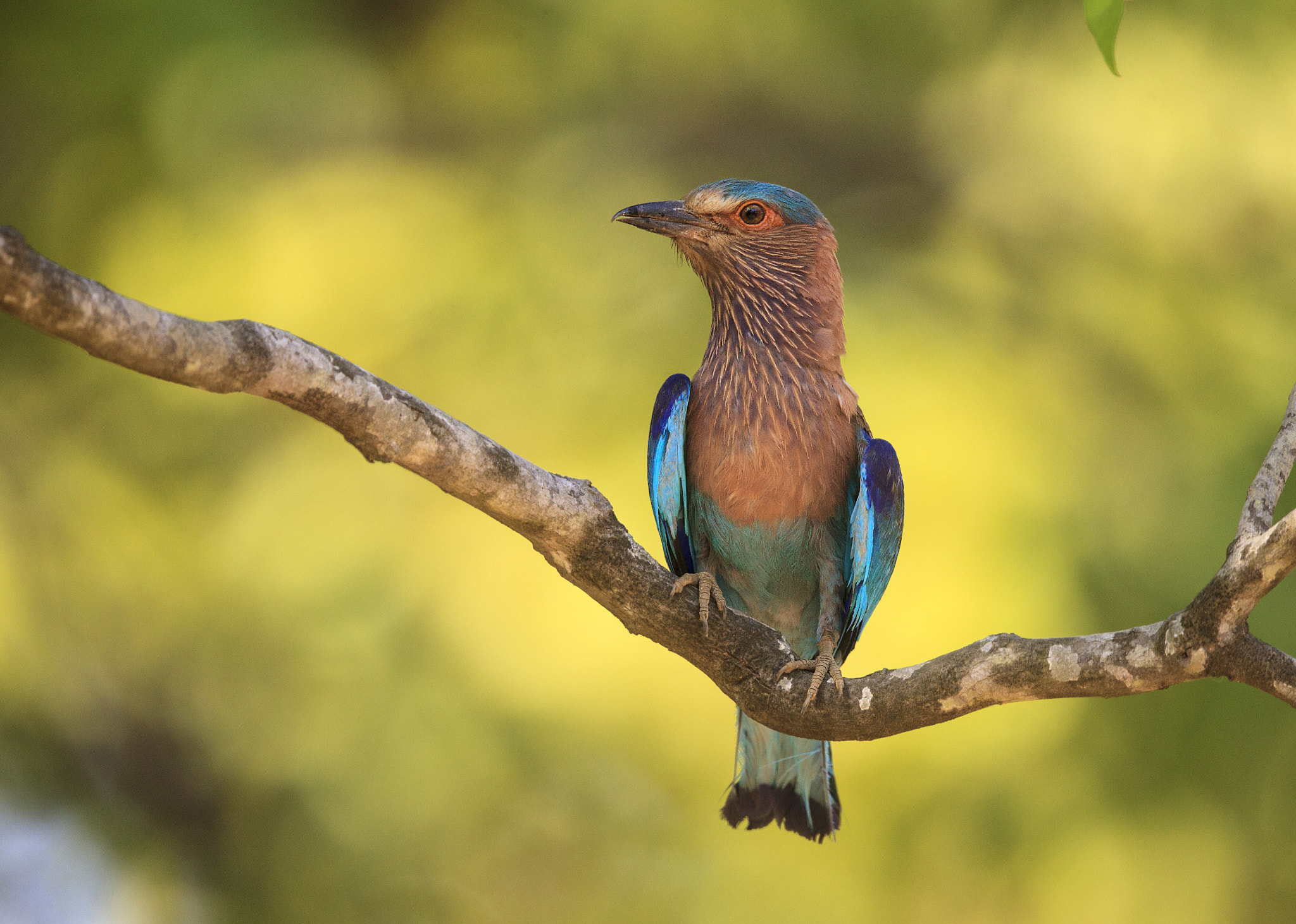Canon EF 500mm F4L IS II USM sample photo. Indian roller perched photography