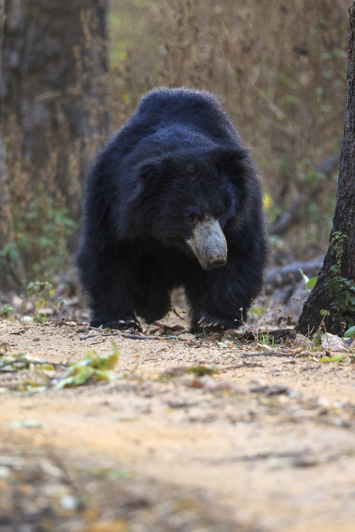 Canon EF 500mm F4L IS II USM sample photo. Sloth bear walking in kanha national park, india photography