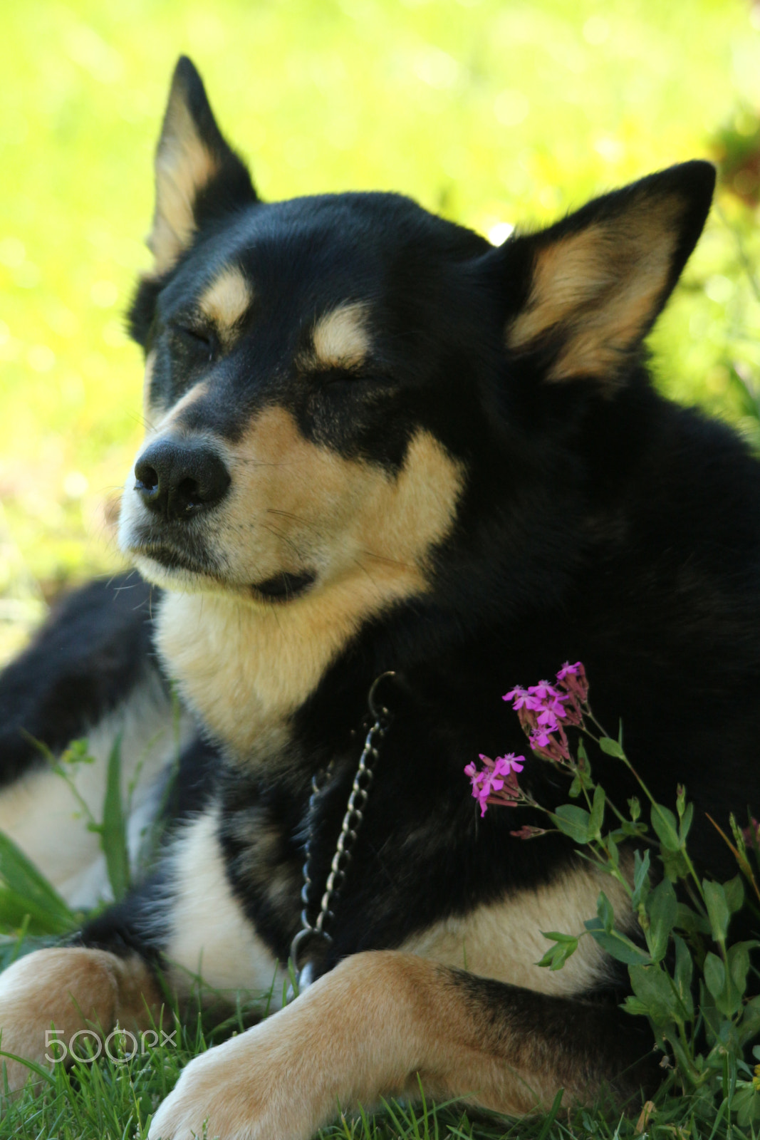 Sigma 150-500mm F5-6.3 DG OS HSM sample photo. Bandit the peaceful one photography
