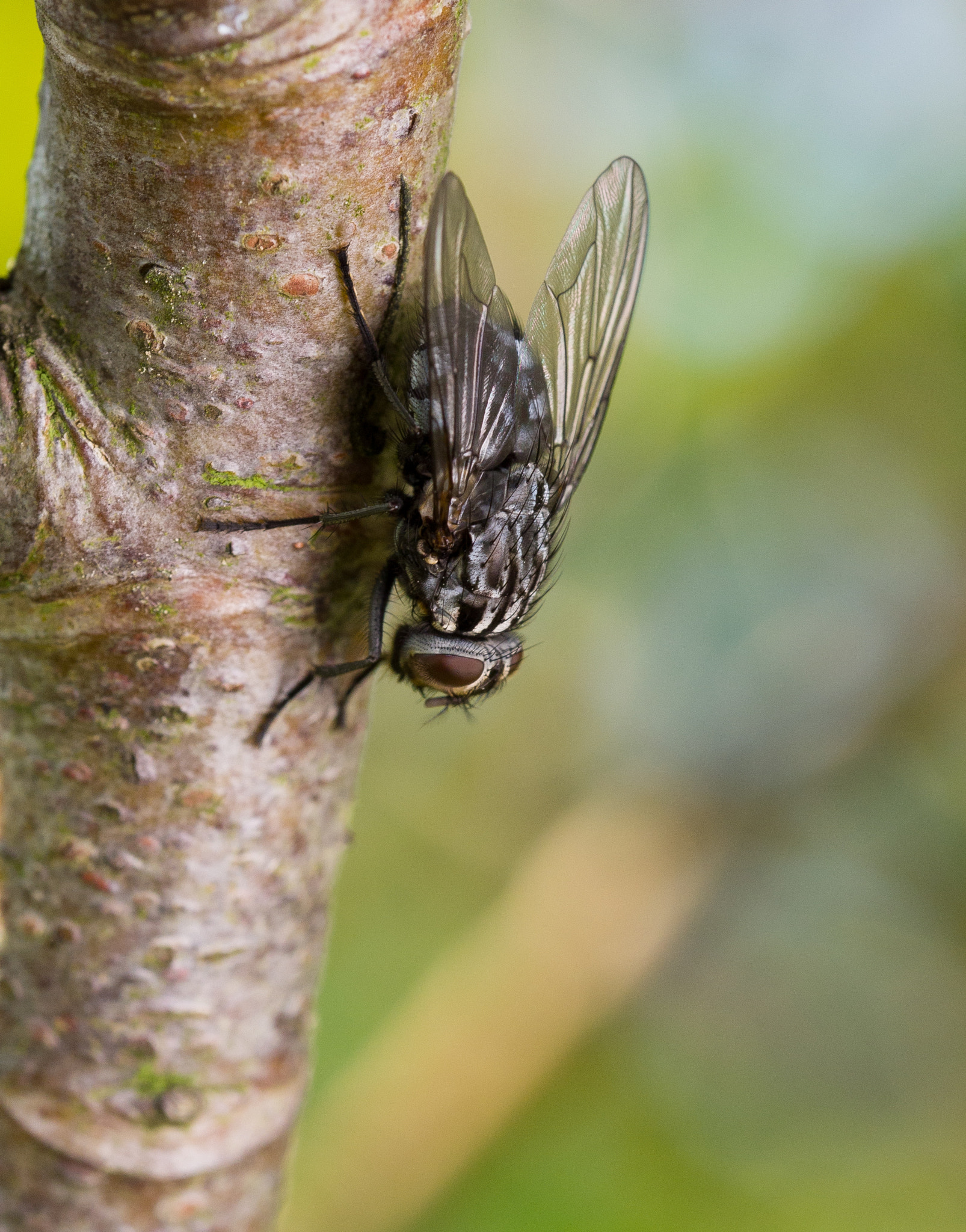 Olympus M.Zuiko Digital ED 60mm F2.8 Macro sample photo. Fly on tree photography