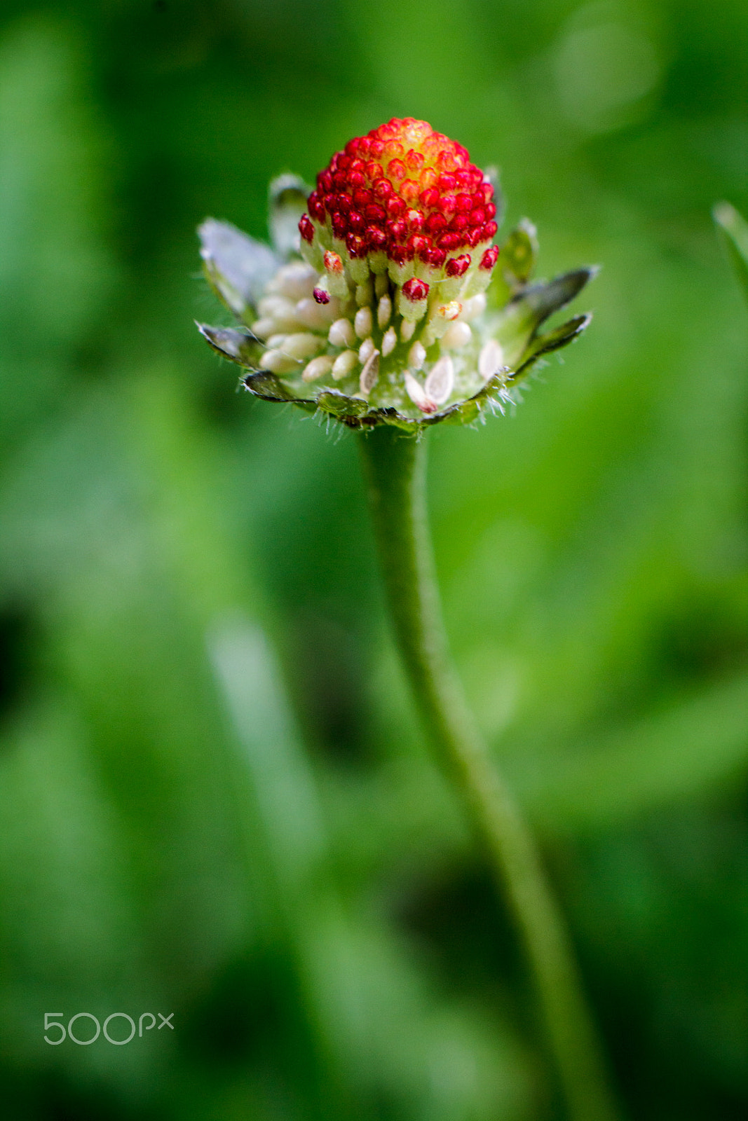 Canon EOS 550D (EOS Rebel T2i / EOS Kiss X4) + Canon EF 50mm F1.4 USM sample photo. Field flower photography