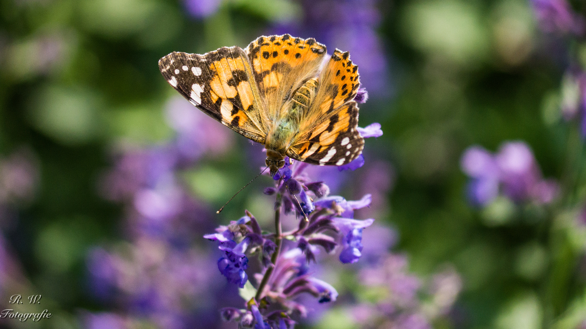 Panasonic Lumix DMC-GH3 sample photo. Schmetterling photography