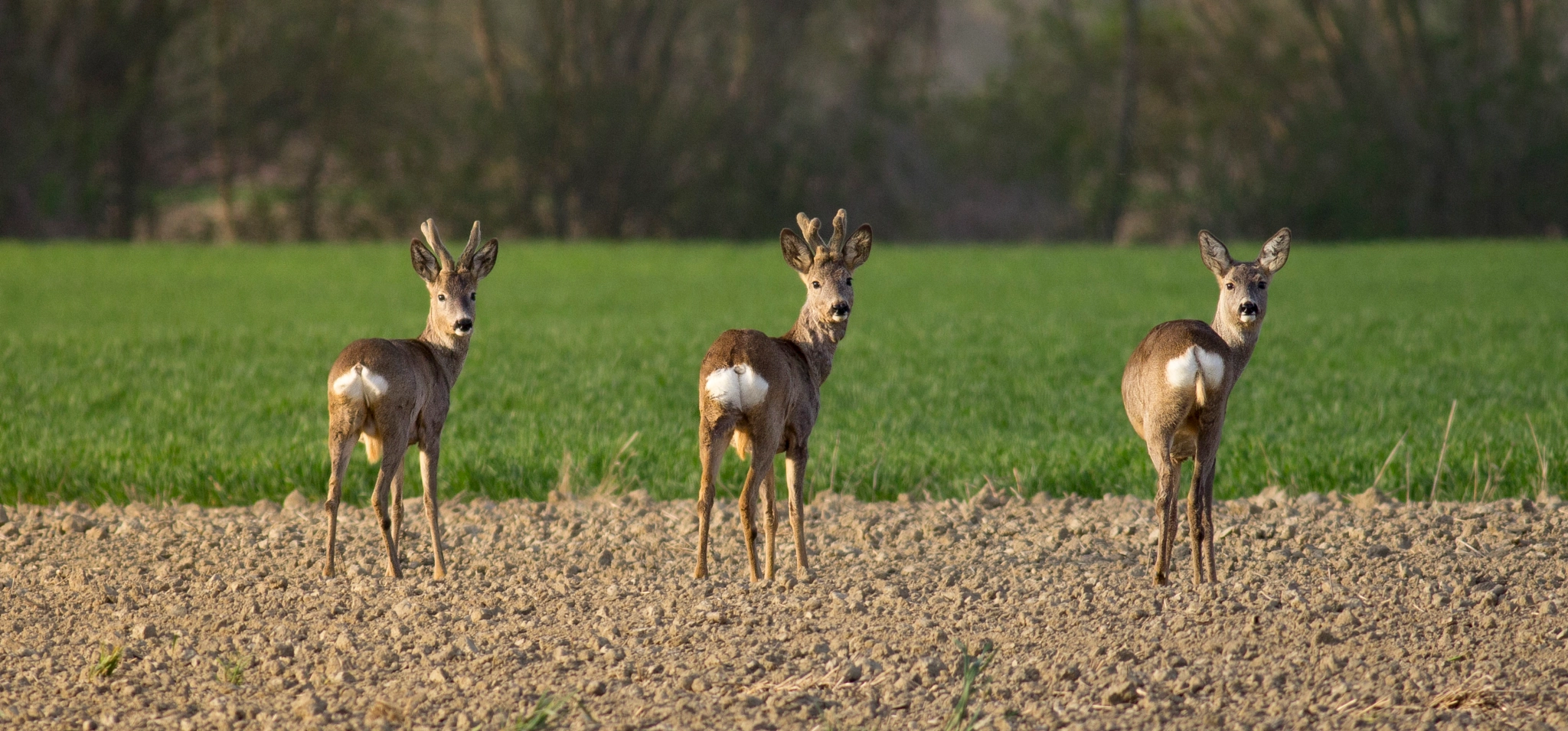 Canon EOS 60D + Canon EF 400mm F5.6L USM sample photo. Awareness photography