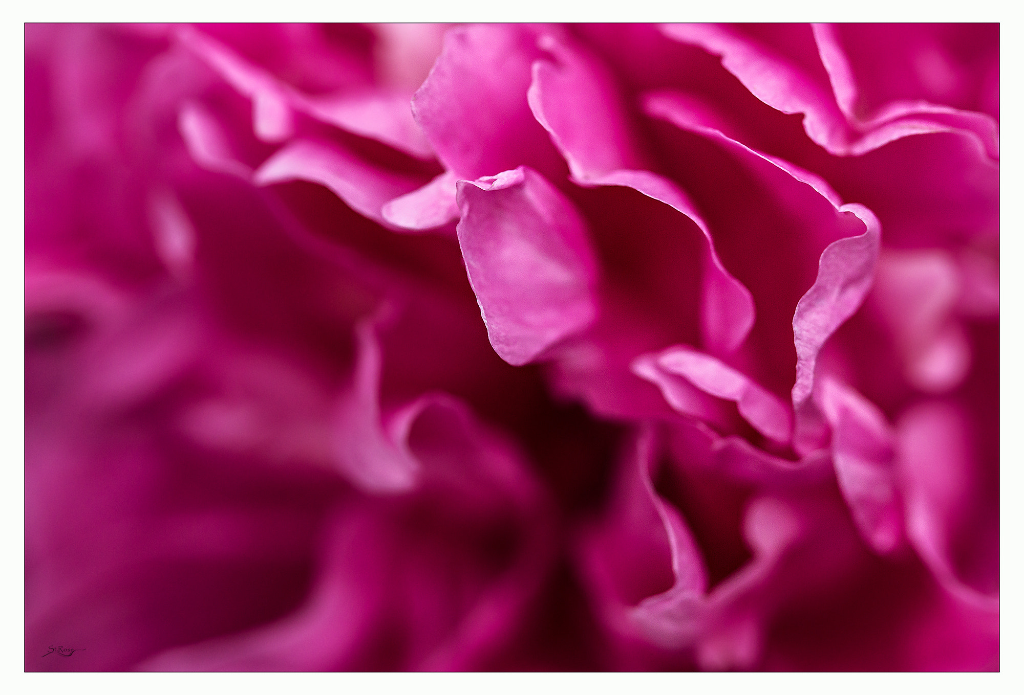 Sony SLT-A77 + 90mm F2.8 Macro SSM sample photo. Pink peony photography